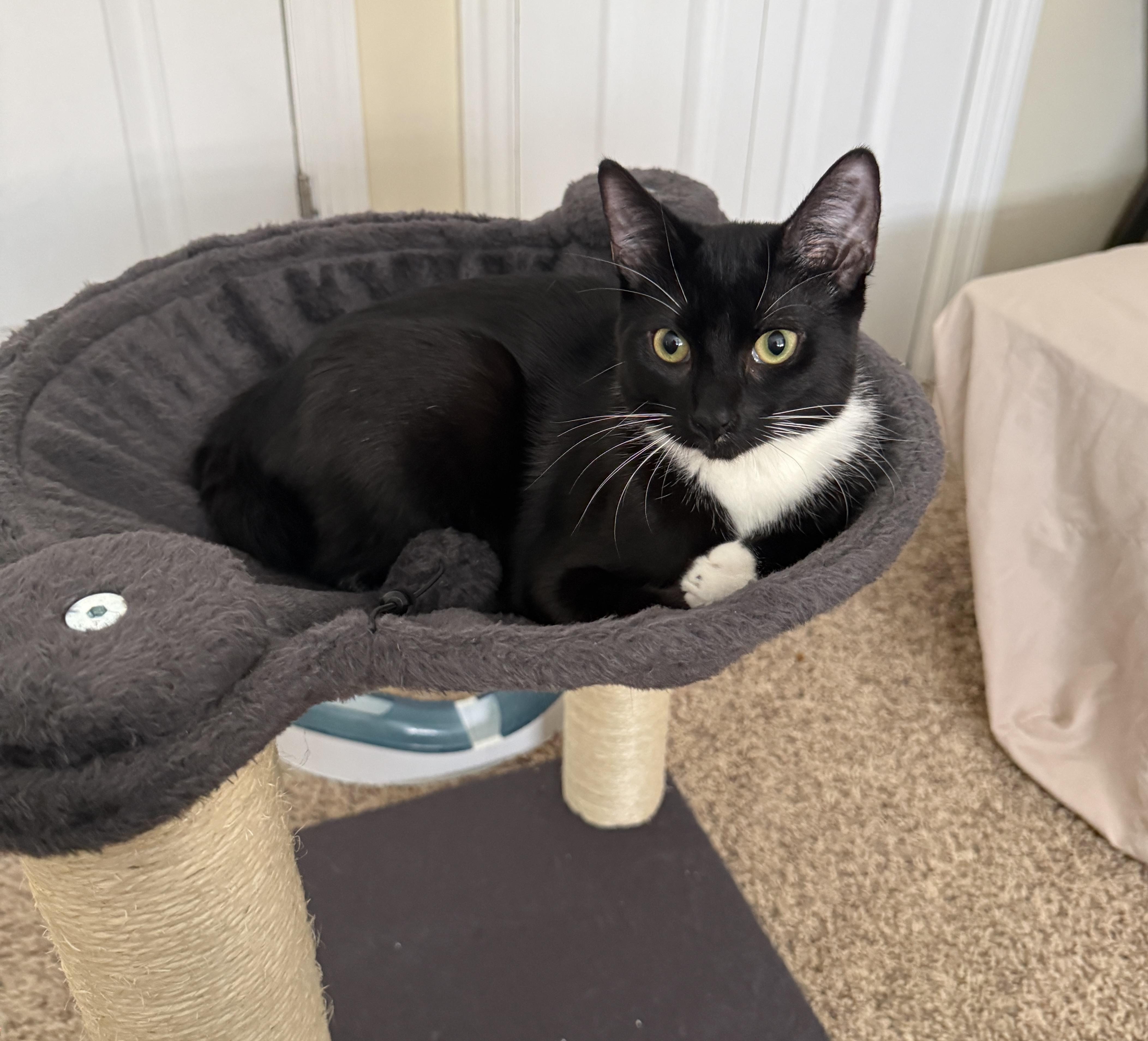 Enlarge Lynxie, a Adopted mixed breed in Schenectady, NY image 2/5