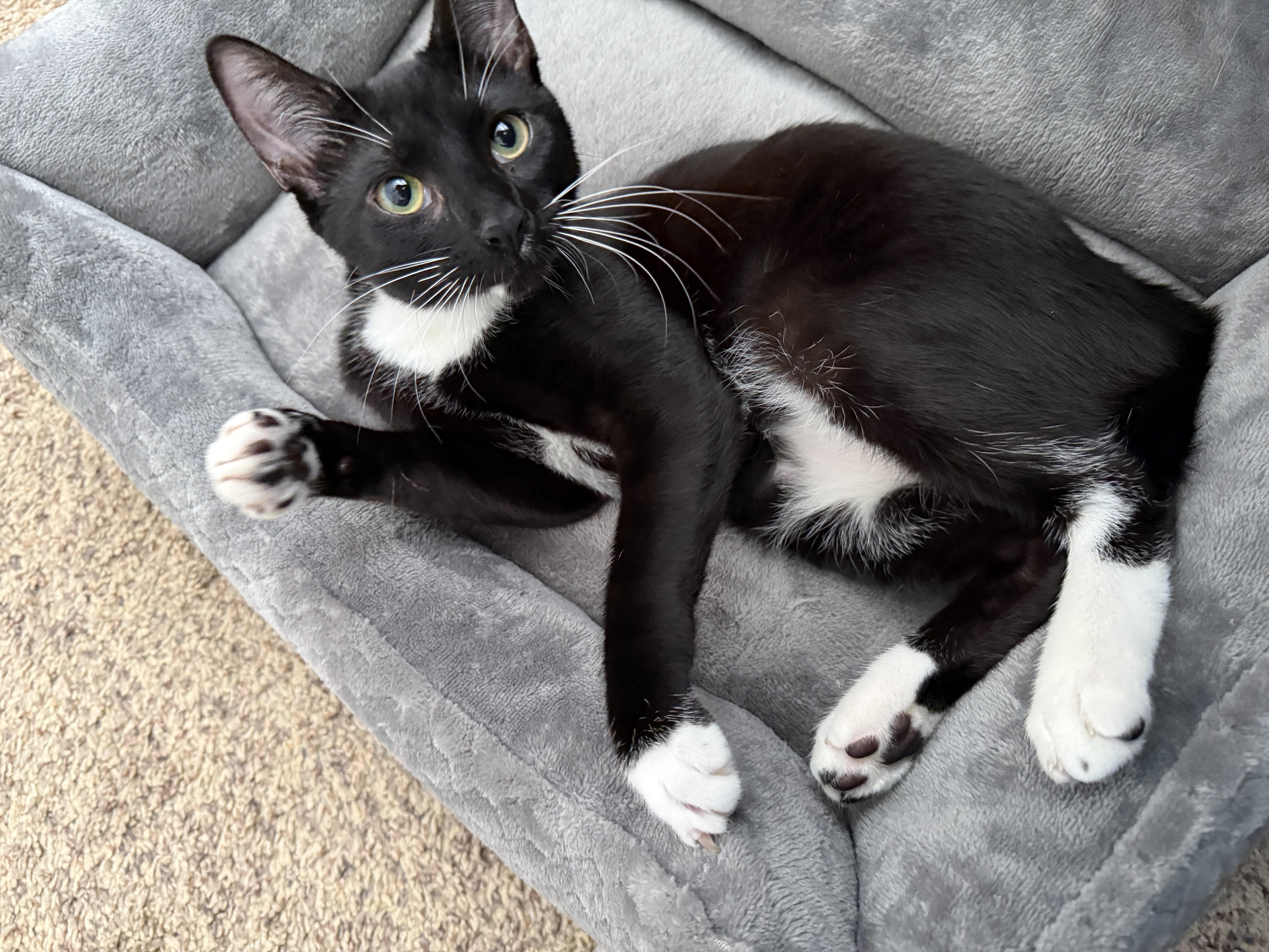 Enlarge Lynxie, a Adopted mixed breed in Schenectady, NY image 1/5