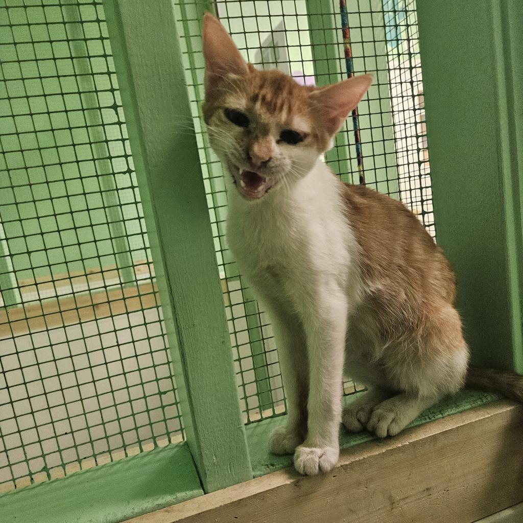 Enlarge Pumpkin, a Adoptable Domestic Short Hair in Monroe, LA image 1/4