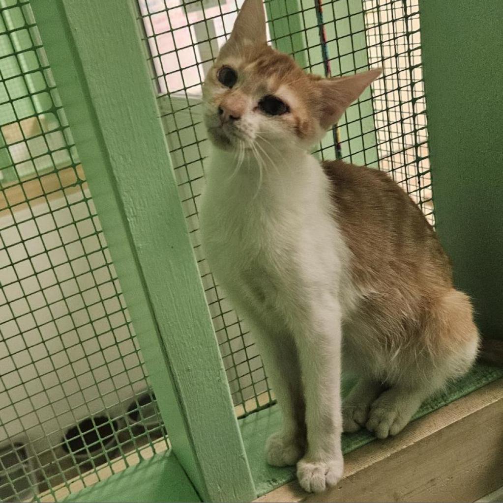 Enlarge Pumpkin, a Adoptable Domestic Short Hair in Monroe, LA image 2/4