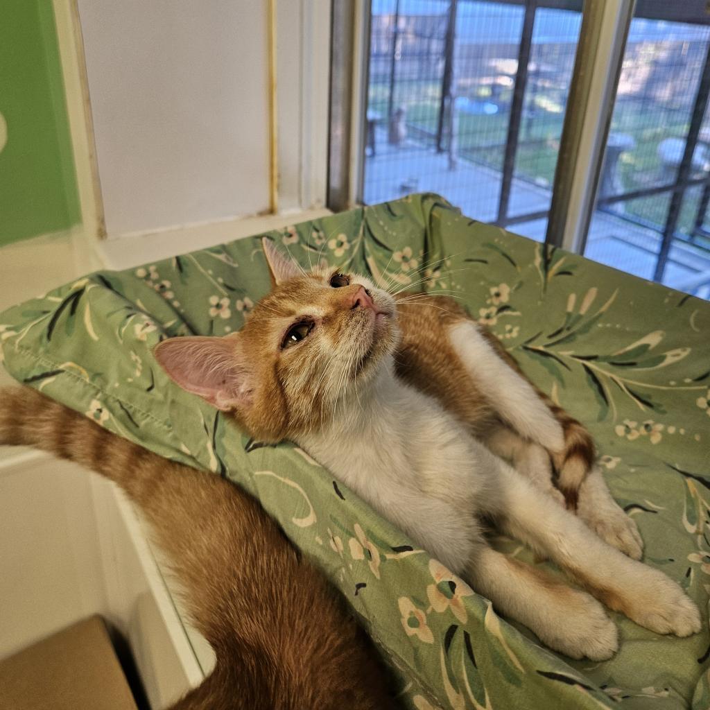 Enlarge Pumpkin, a Adoptable Domestic Short Hair in Monroe, LA image 3/4