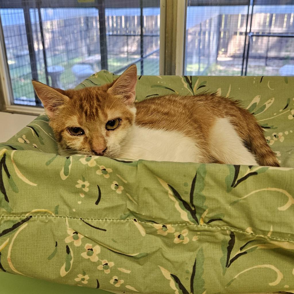 Enlarge Pumpkin, a Adoptable Domestic Short Hair in Monroe, LA image 4/4