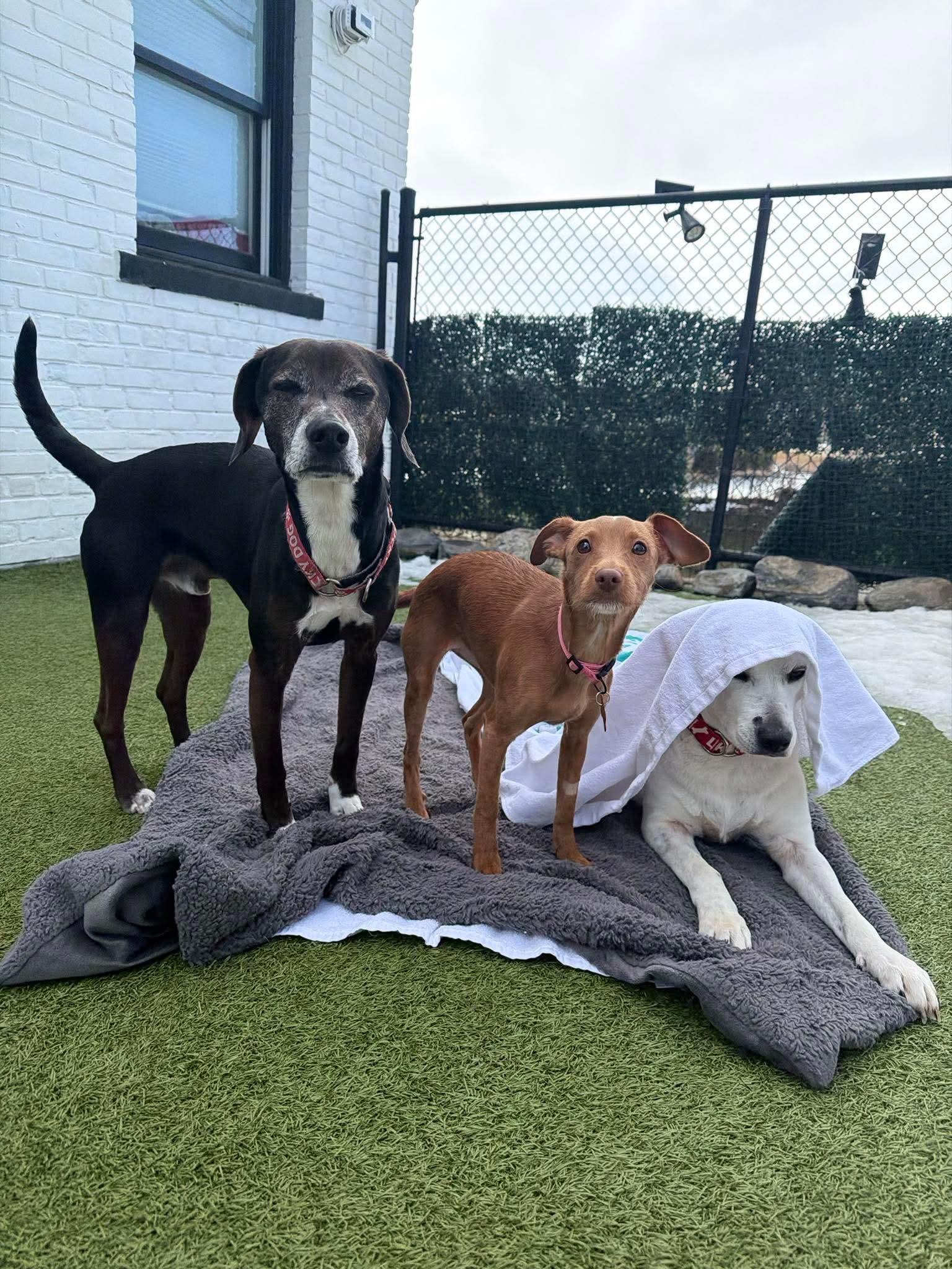 Enlarge Sage, an adopted Mixed Breed in Stamford, CT image 4/6