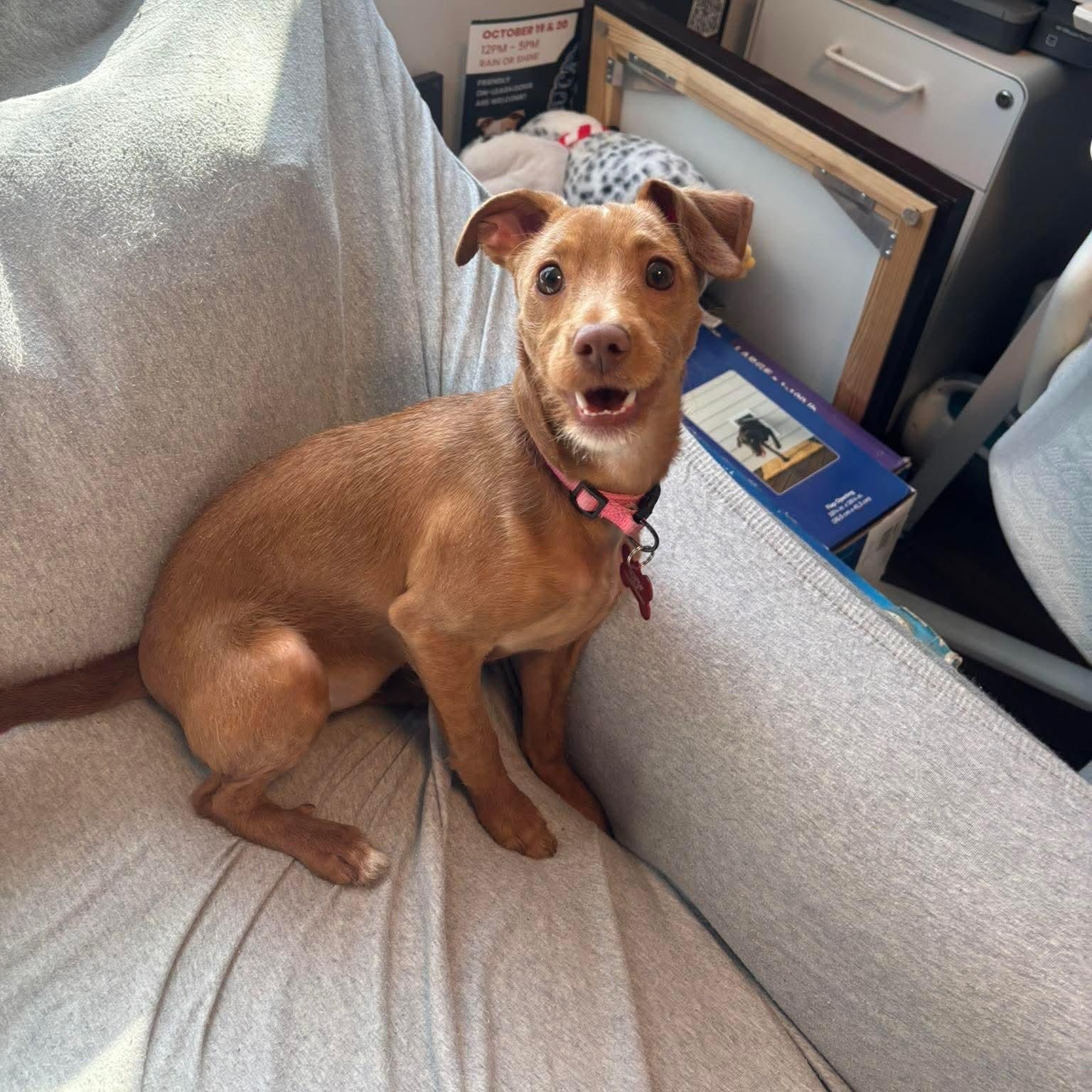 Sage, adopted, Young Female Mixed Breed.