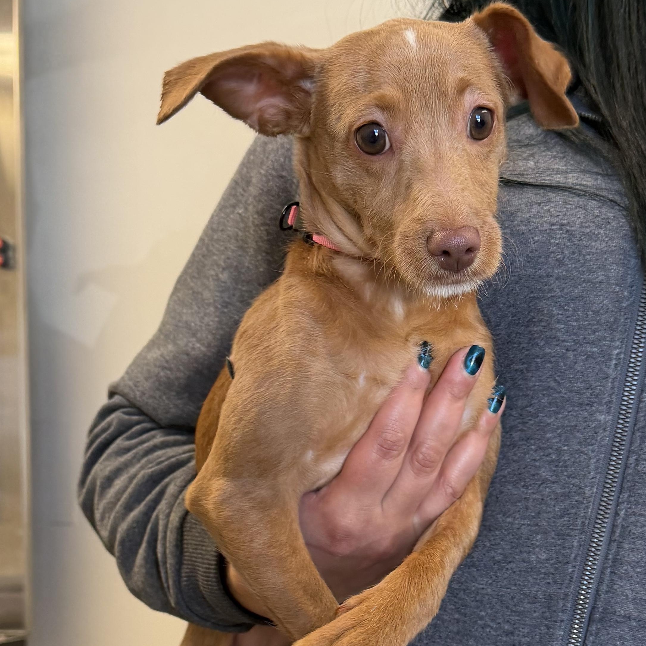 Enlarge Sage, an adopted Mixed Breed in Stamford, CT image 3/6