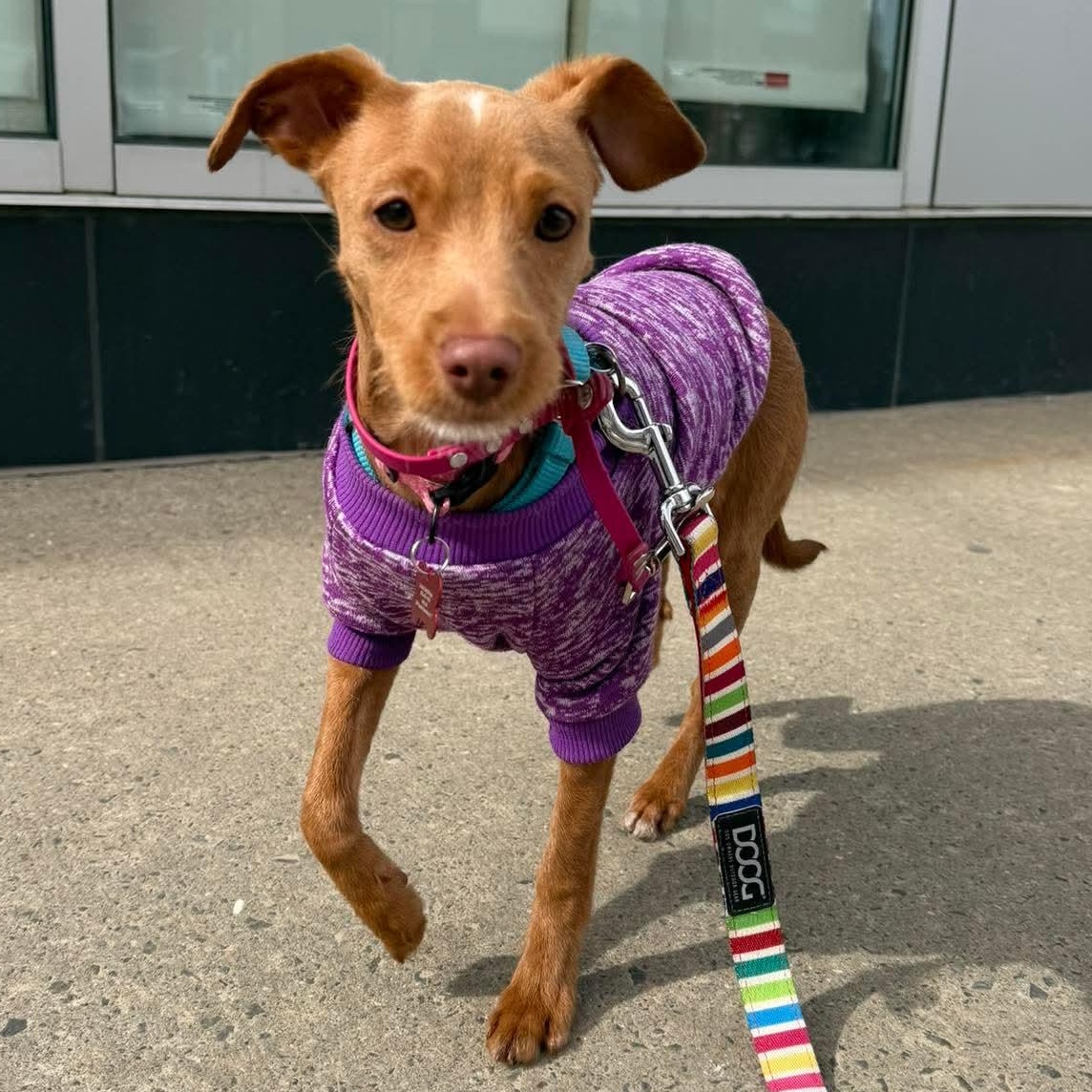 Enlarge Sage, an adopted Mixed Breed in Stamford, CT image 2/6