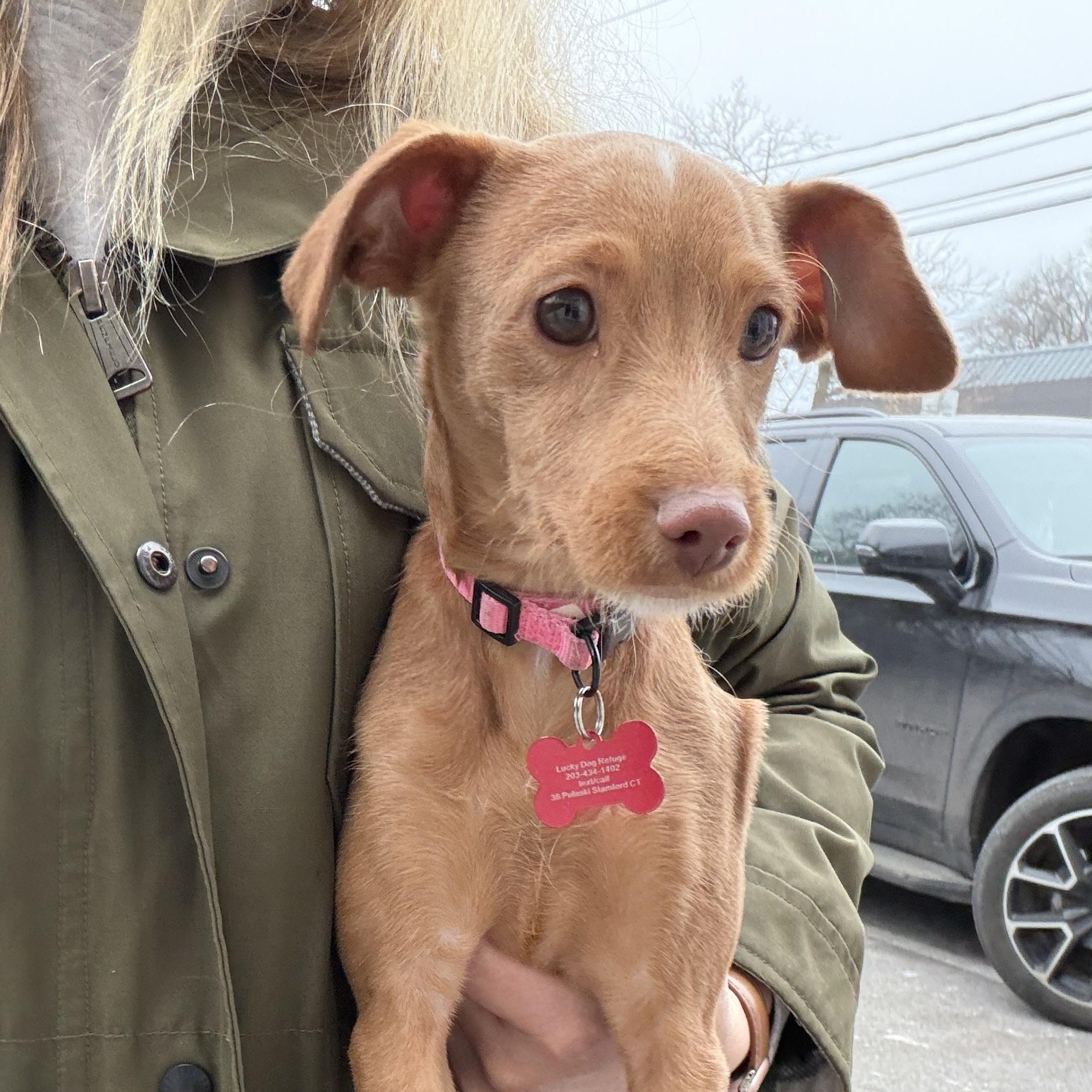 Enlarge Sage, an adopted Mixed Breed in Stamford, CT image 5/6