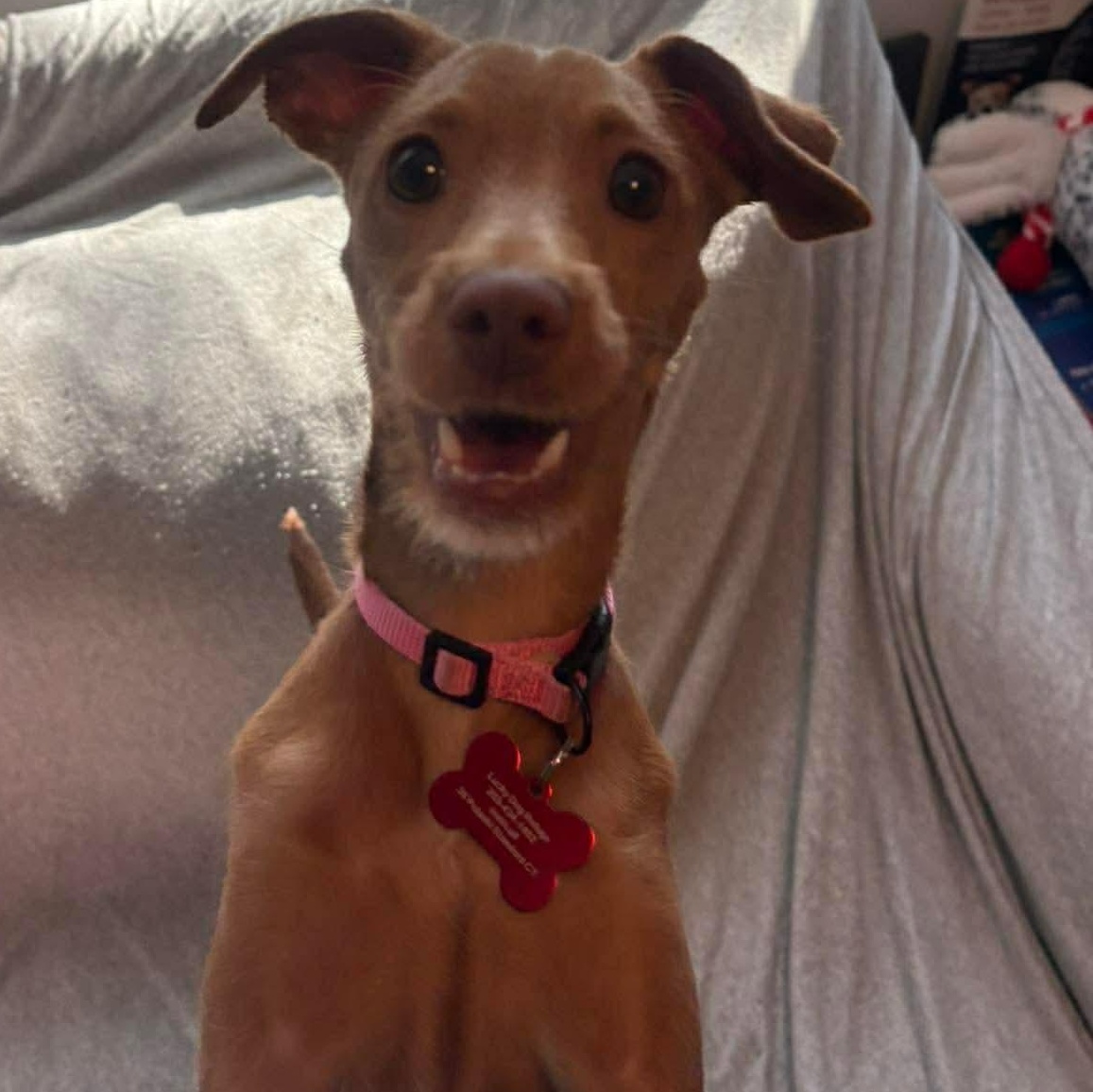 Enlarge Sage, an adopted Mixed Breed in Stamford, CT image 6/6