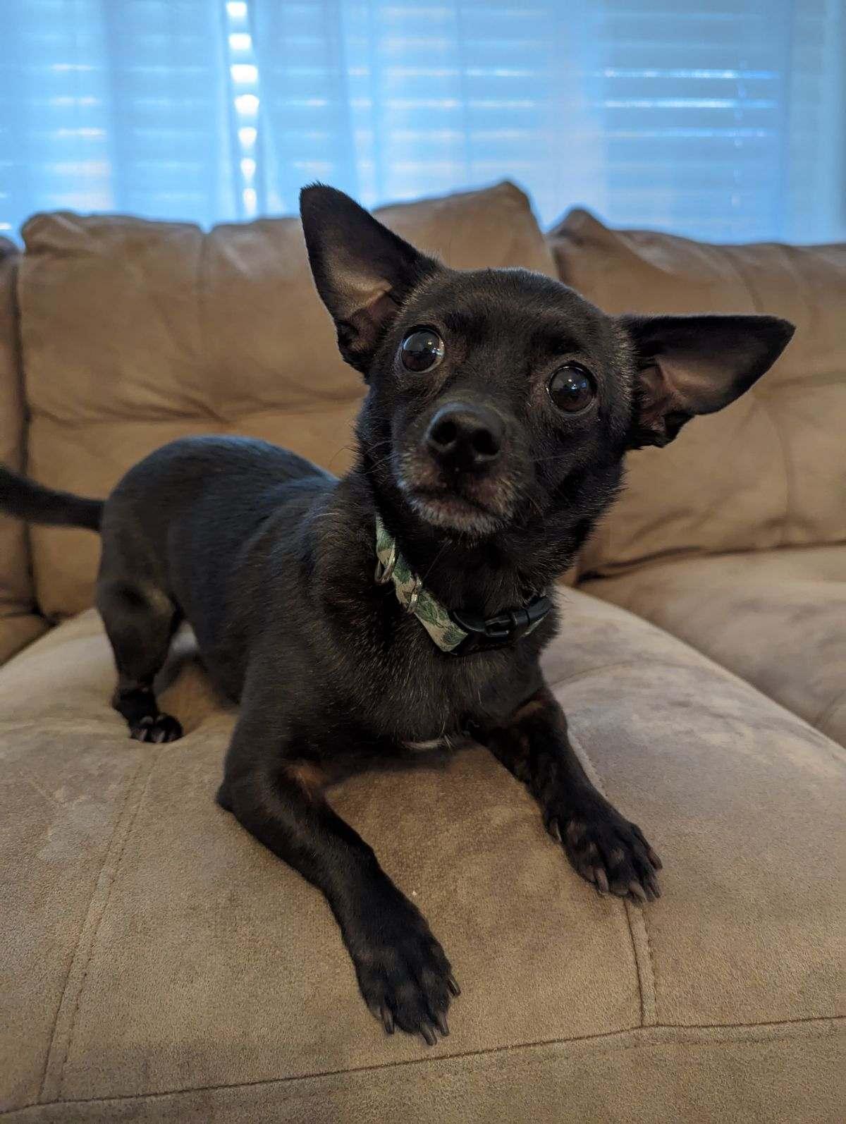 Enlarge Tiny Olive, a Adopted mixed breed in Valrico, FL image 1/3