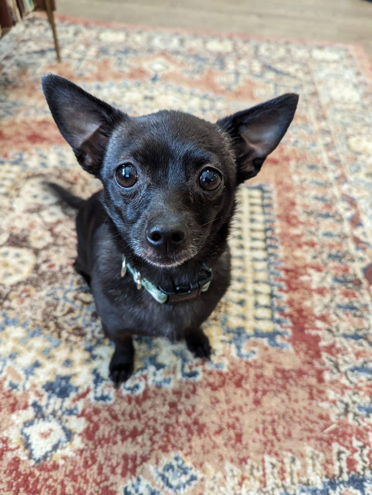 Enlarge Tiny Olive, a Adopted mixed breed in Valrico, FL image 2/3