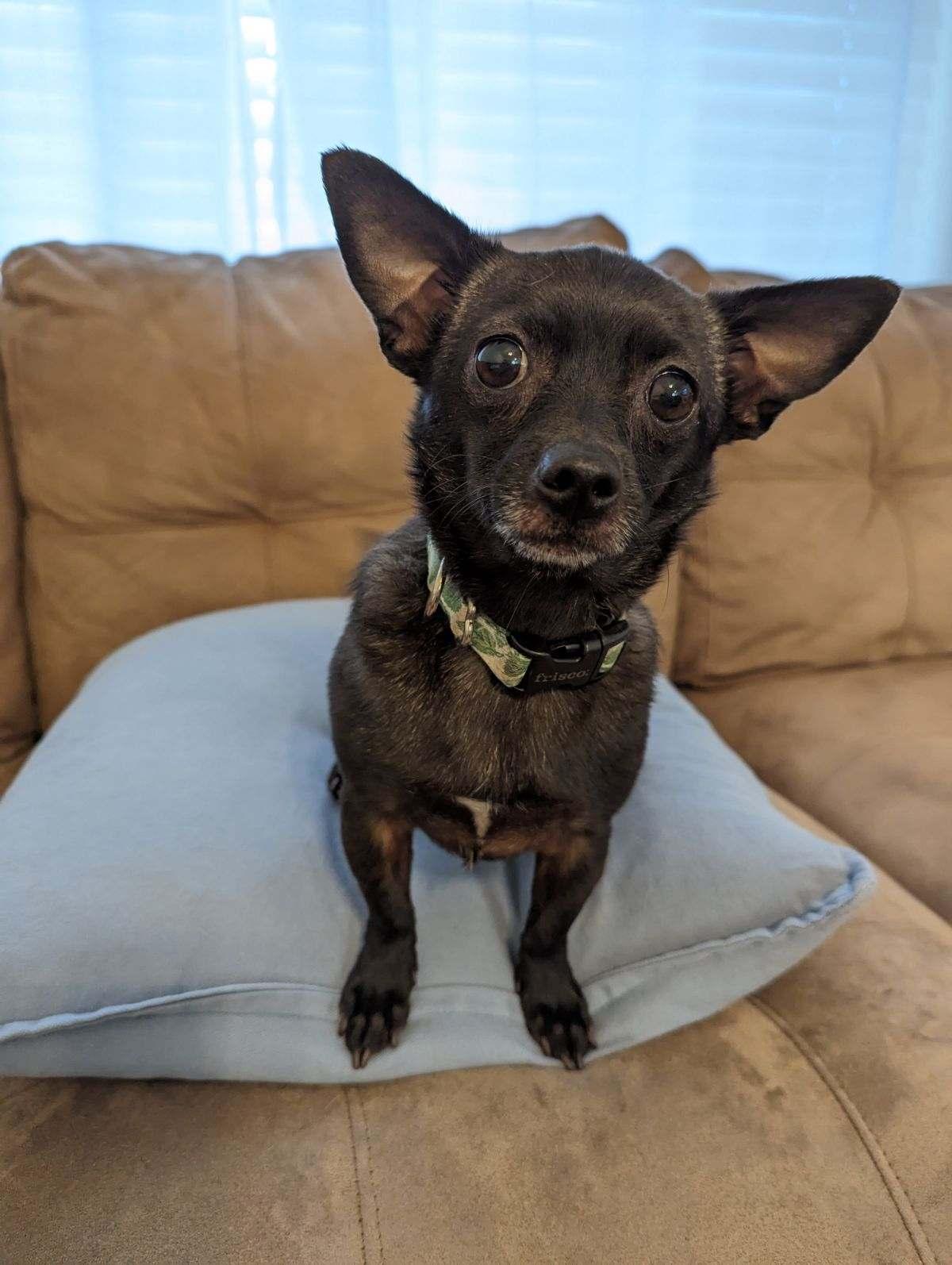 Enlarge Tiny Olive, a Adopted mixed breed in Valrico, FL image 3/3