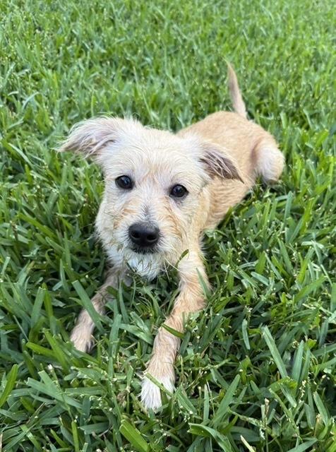Corsiica / Heather, Adoptable, Puppy Female Labrador Retriever & Mixed Breed.