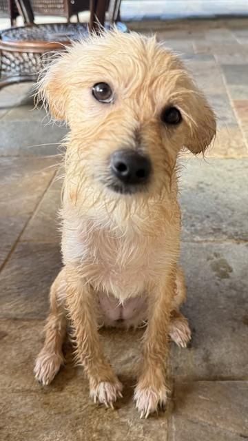 Corsiica / Heather, a Adoptable mixed breed in Broomfield, CO image 2/6