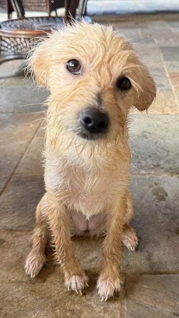 Corsiica / Heather, a Adoptable mixed breed in Broomfield, CO image 4/6