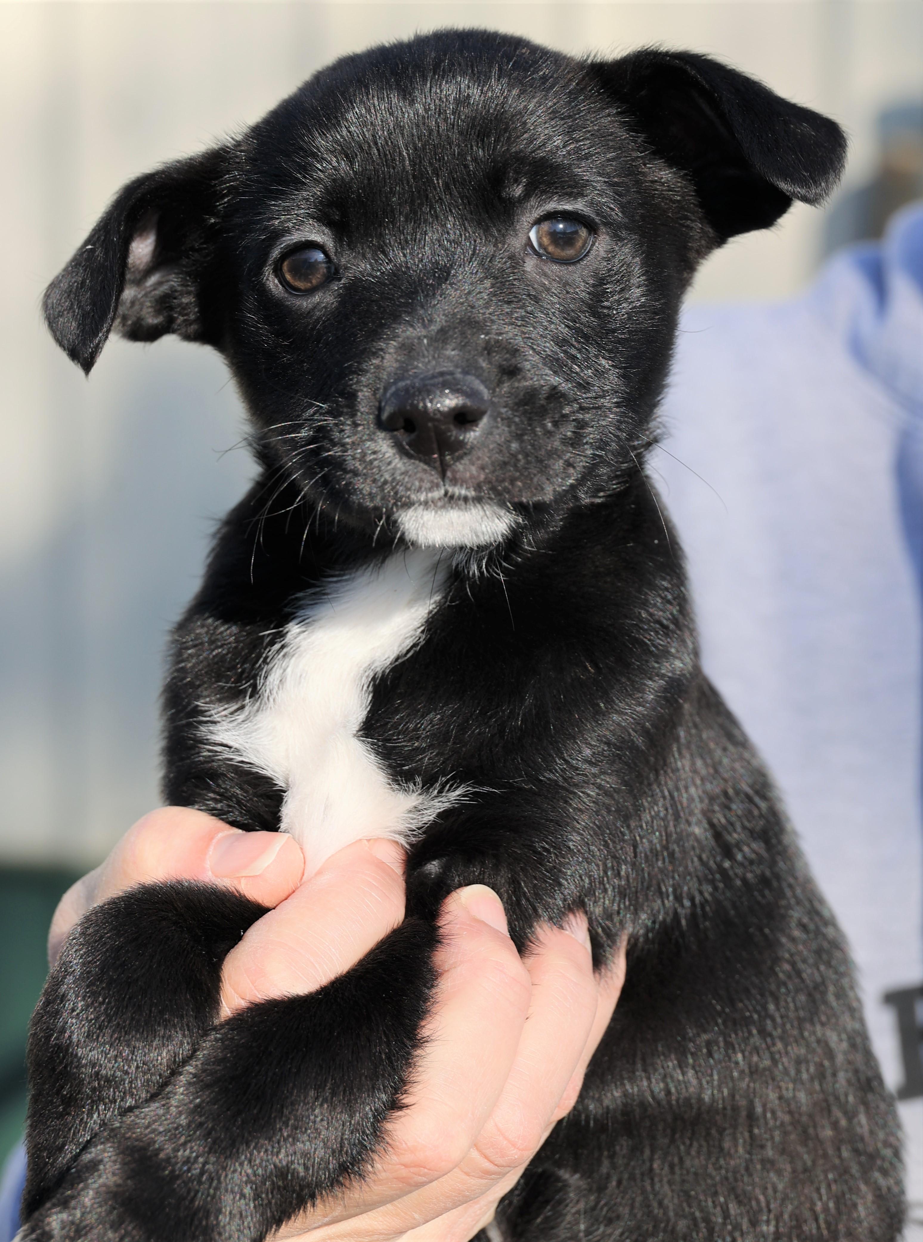 Liam-Available! www.lhar.dog to apply! , an adoptable mixed breed in Frederick, MD image 3/5