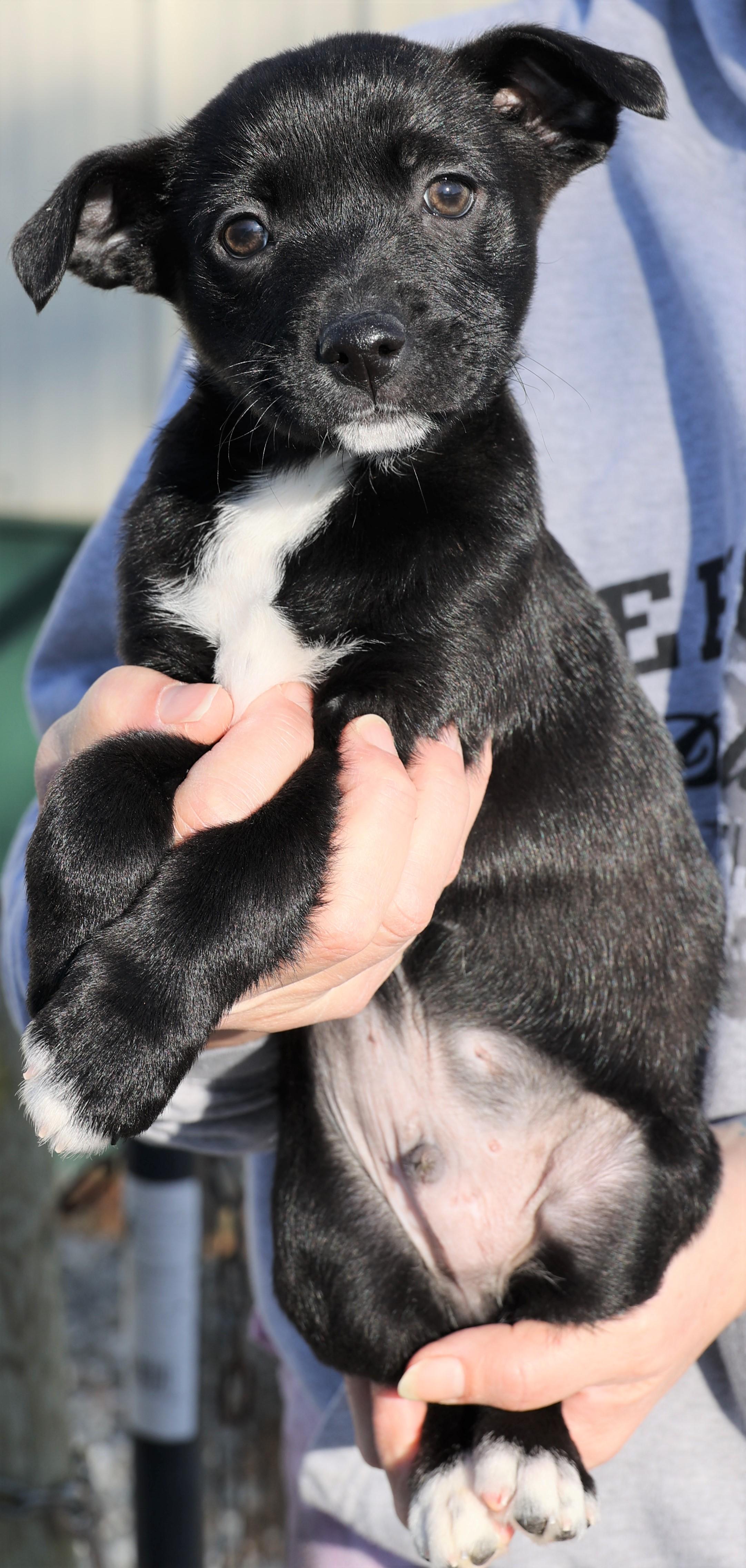 Liam-Available! www.lhar.dog to apply! , an adoptable mixed breed in Frederick, MD image 5/5