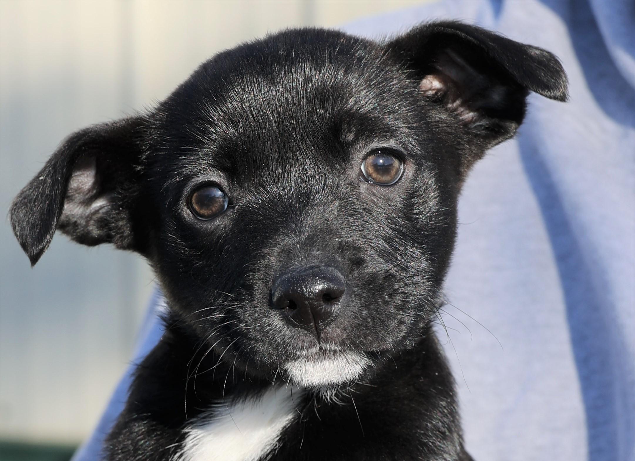 Liam-Available! www.lhar.dog to apply! , adoptable, Puppy Male Boston Terrier.