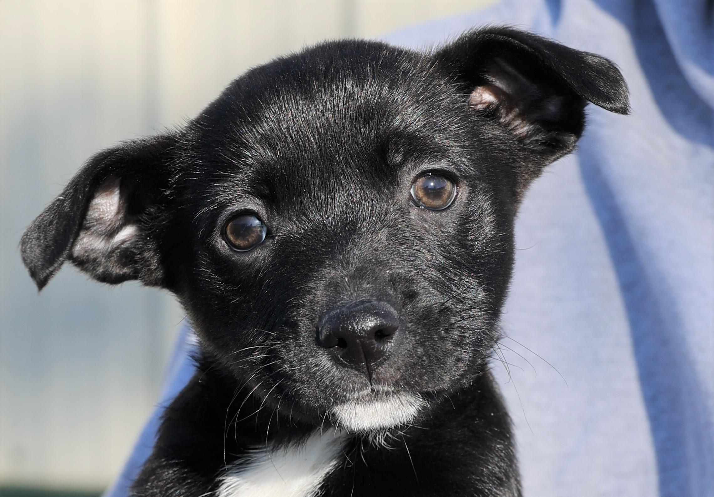 Liam-Available! www.lhar.dog to apply! , an adoptable mixed breed in Frederick, MD image 2/5