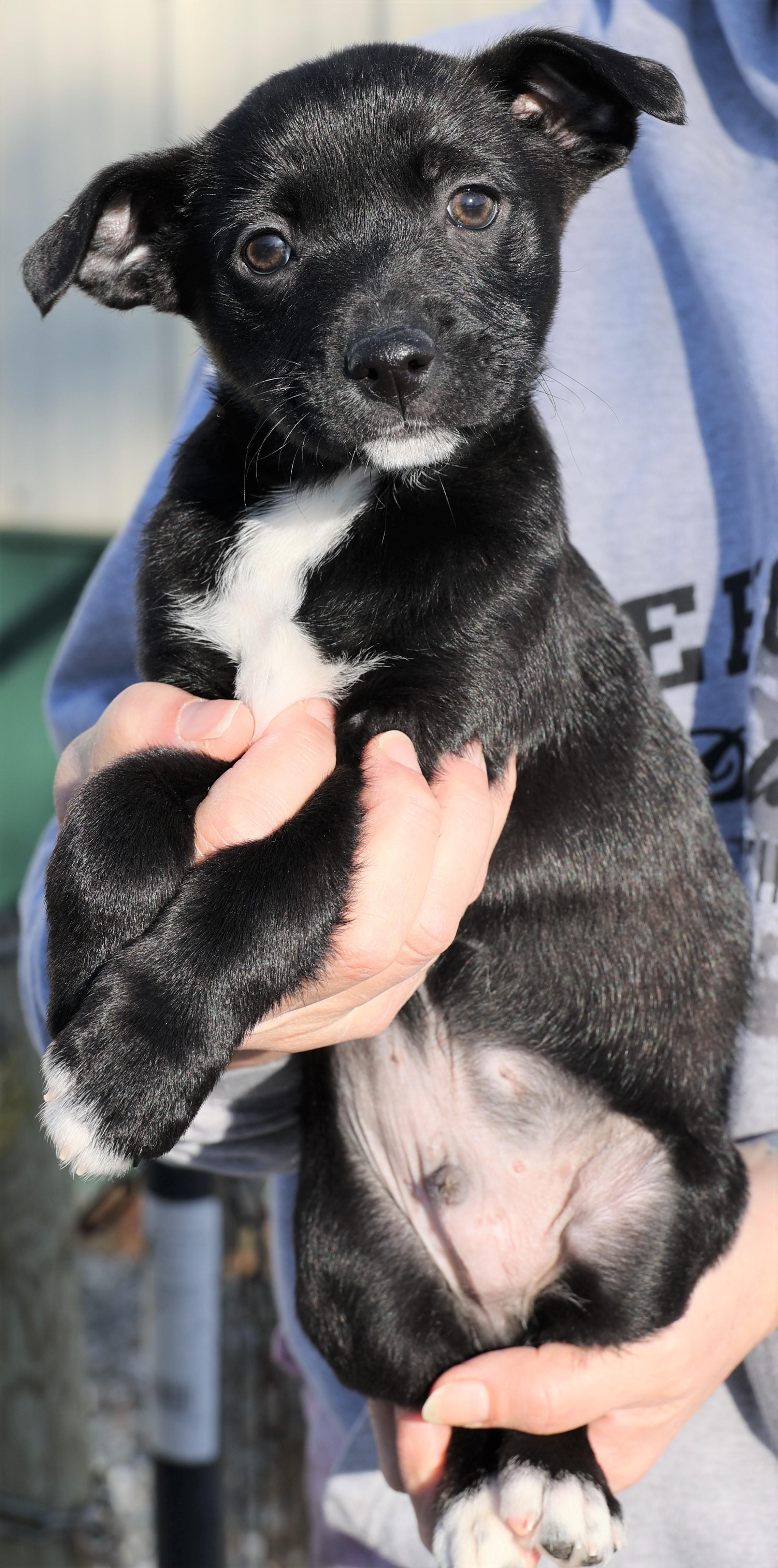 Liam-Available! www.lhar.dog to apply! , an adoptable mixed breed in Frederick, MD image 4/5