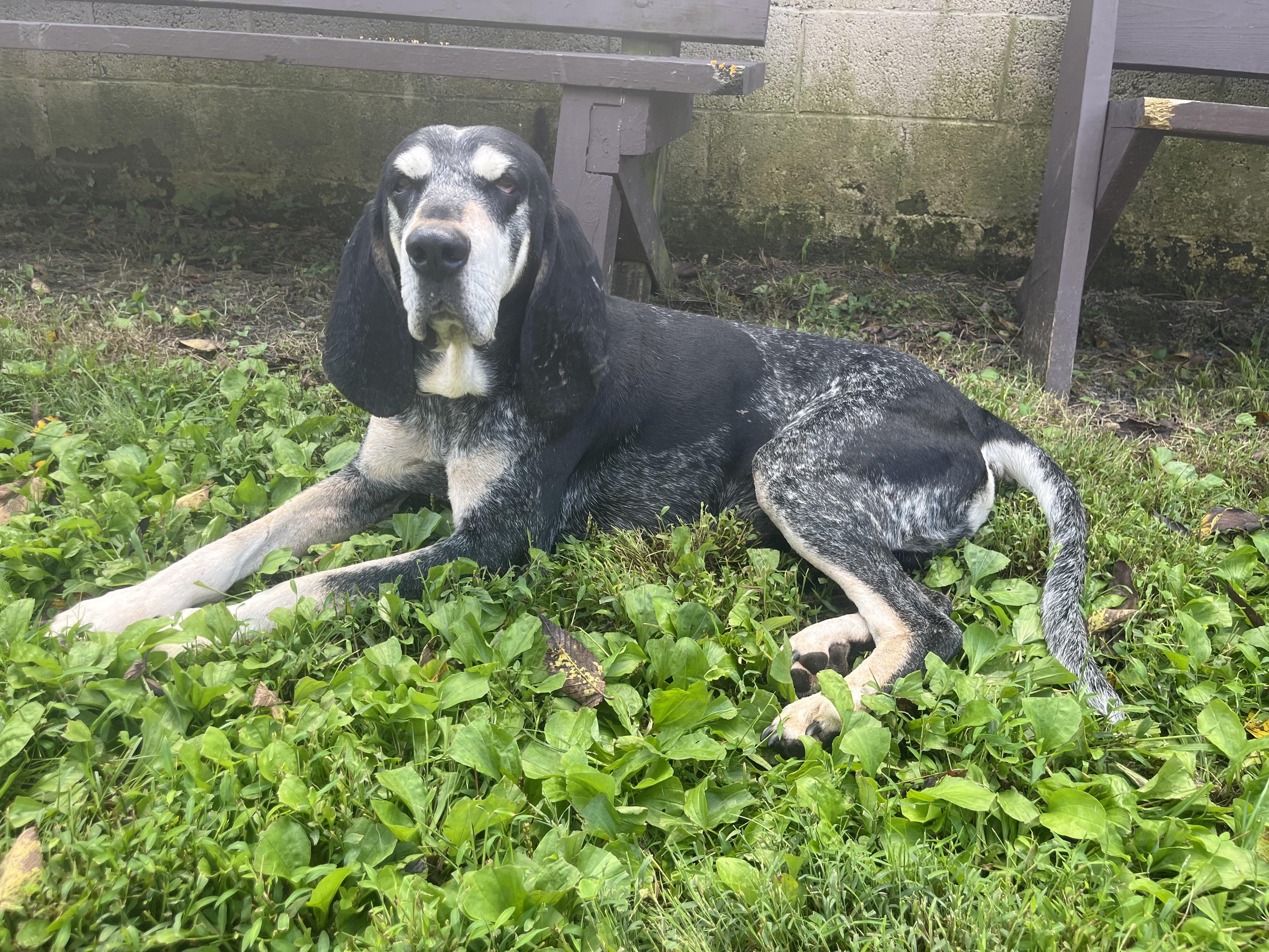 Enlarge Jimmy, a Adoptable mixed breed in Fairfax, VA image 3/5