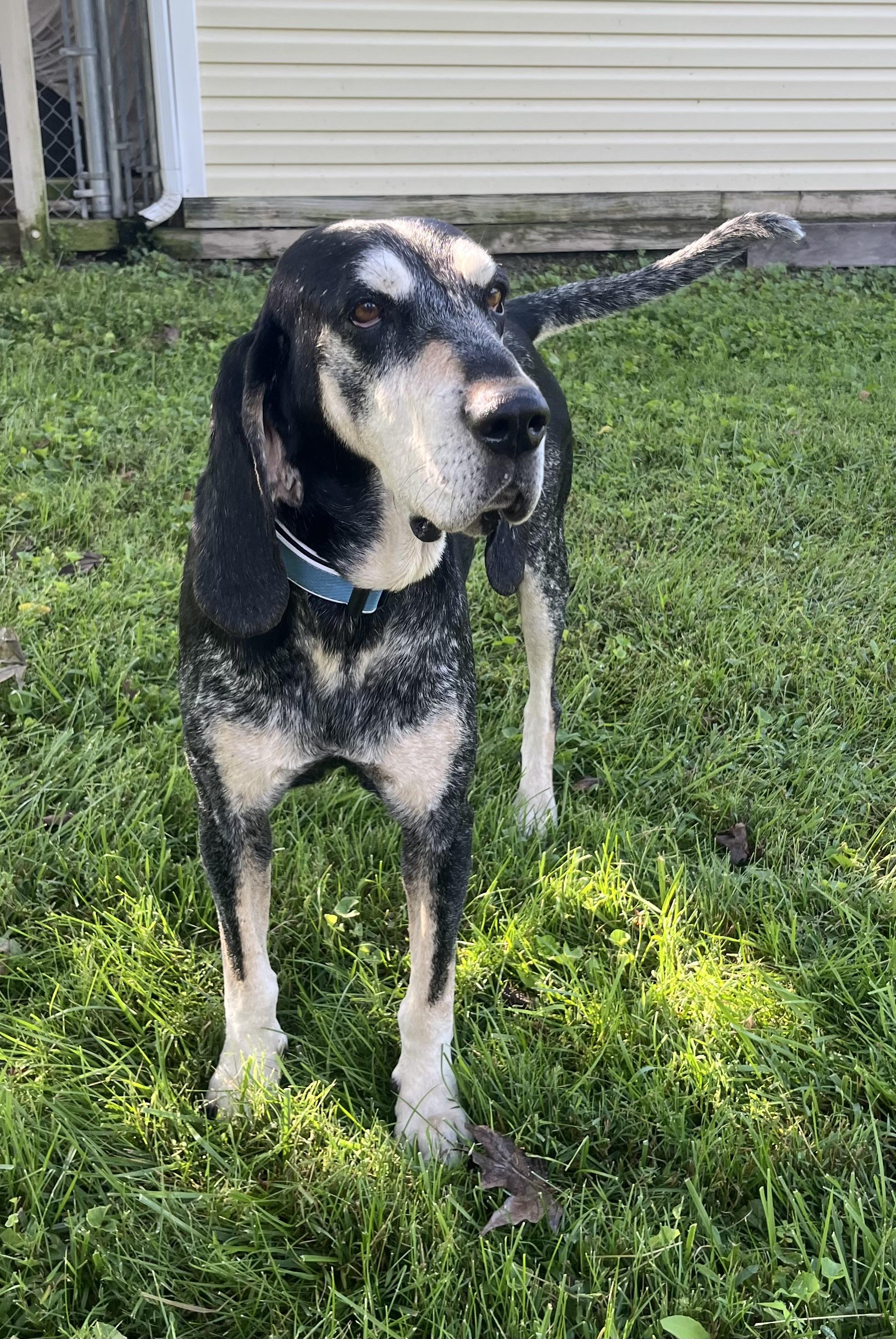 Enlarge Jimmy, a Adoptable mixed breed in Fairfax, VA image 2/5
