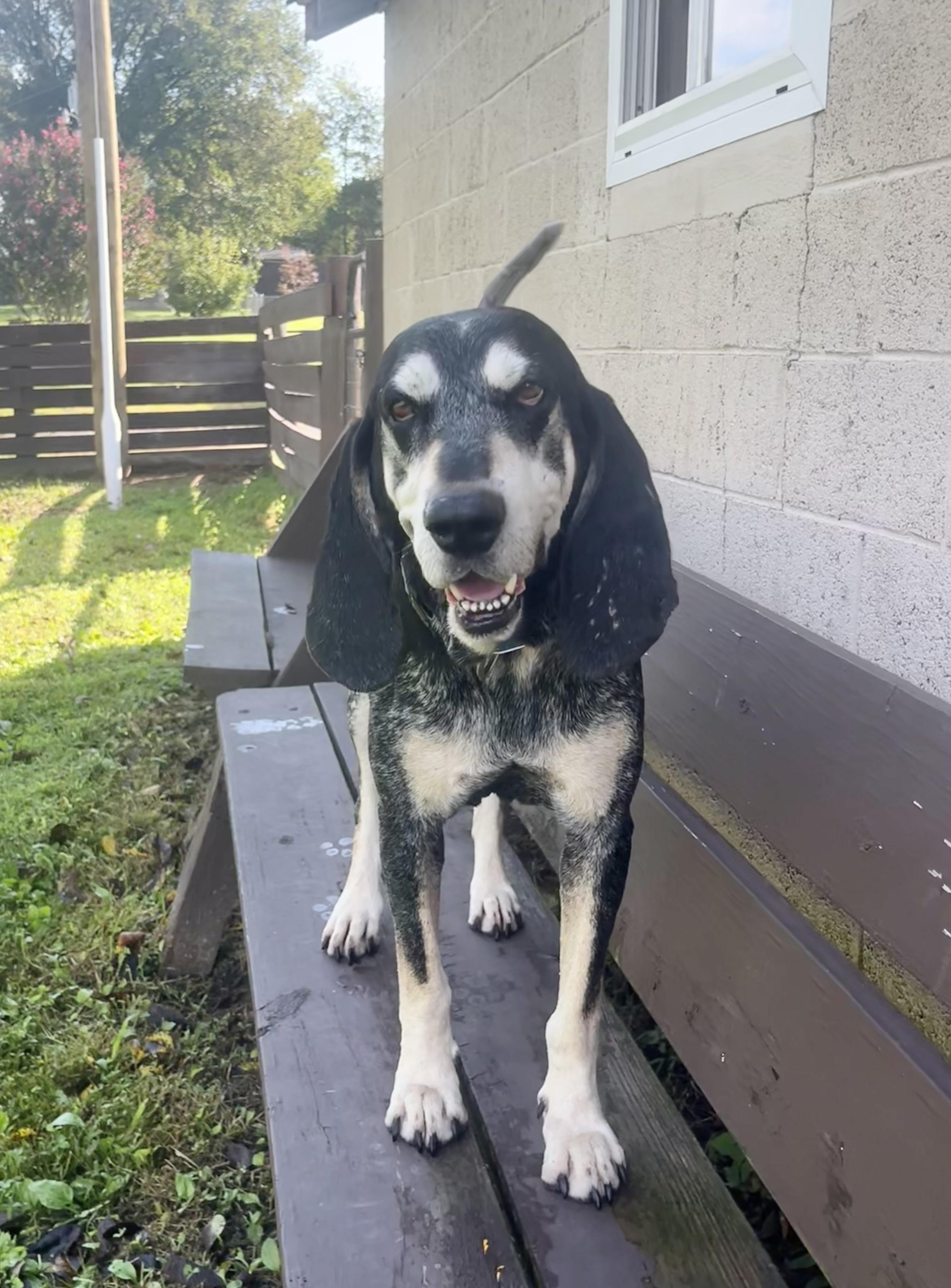 Enlarge Jimmy, a Adoptable mixed breed in Fairfax, VA image 1/5