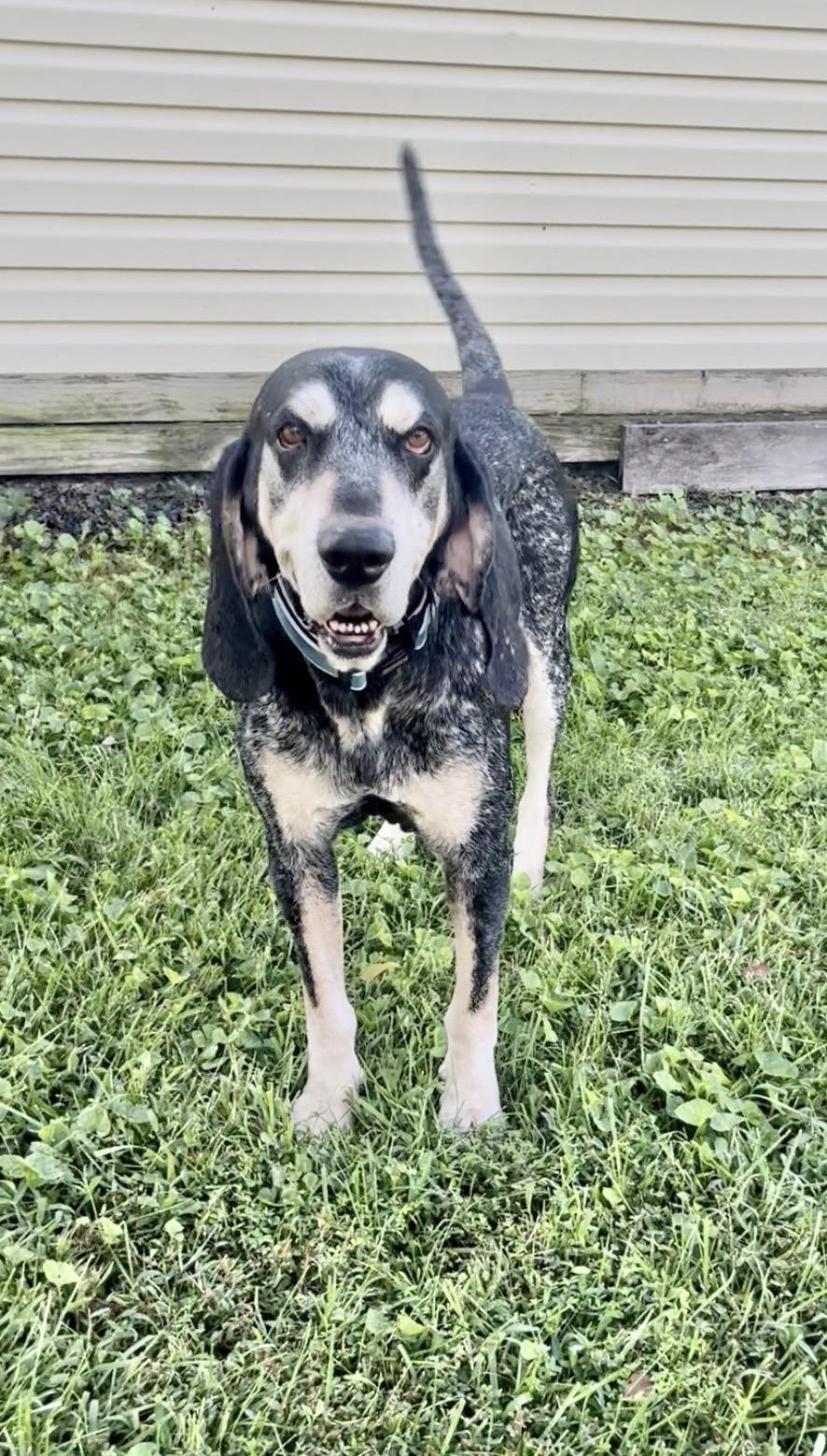 Enlarge Jimmy, a Adoptable mixed breed in Fairfax, VA image 5/5