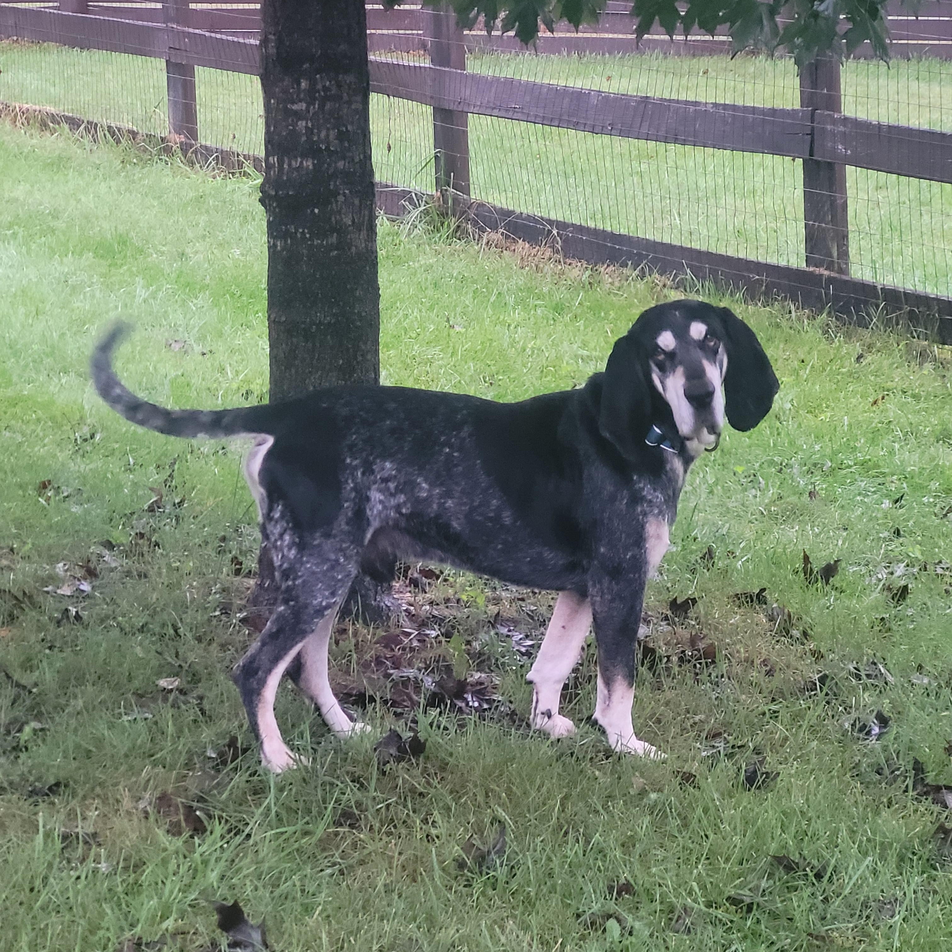 Enlarge Jimmy, a Adoptable mixed breed in Fairfax, VA image 4/5