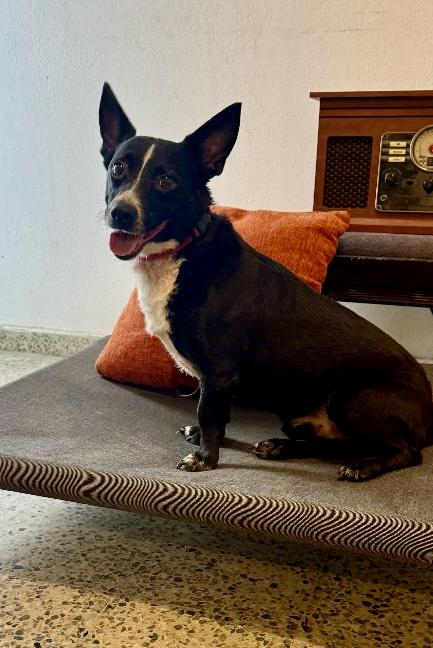 Jimmy, Adoptable, Young Male Terrier.