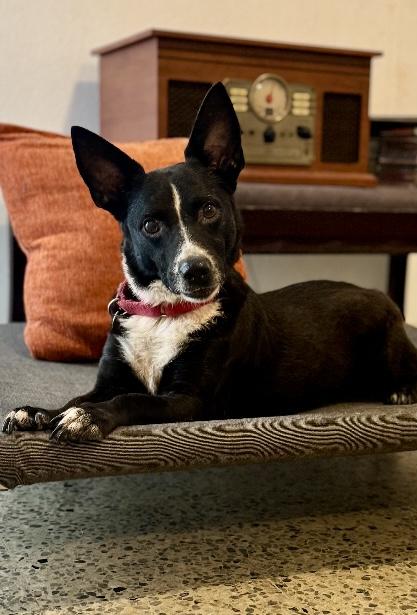 Jimmy, a Adoptable Terrier in New York, NY image 2/4