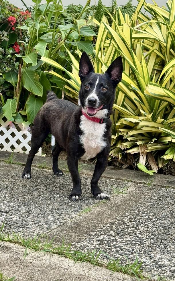 Jimmy, a Adoptable Terrier in New York, NY image 3/4