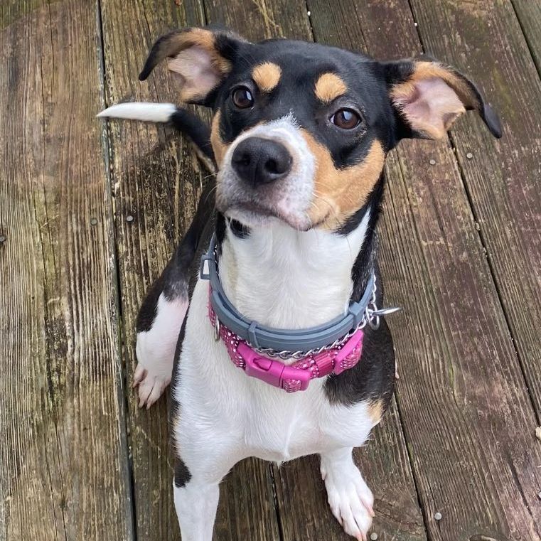 Pluto, a Adopted mixed breed in Willimantic, CT image 1/3