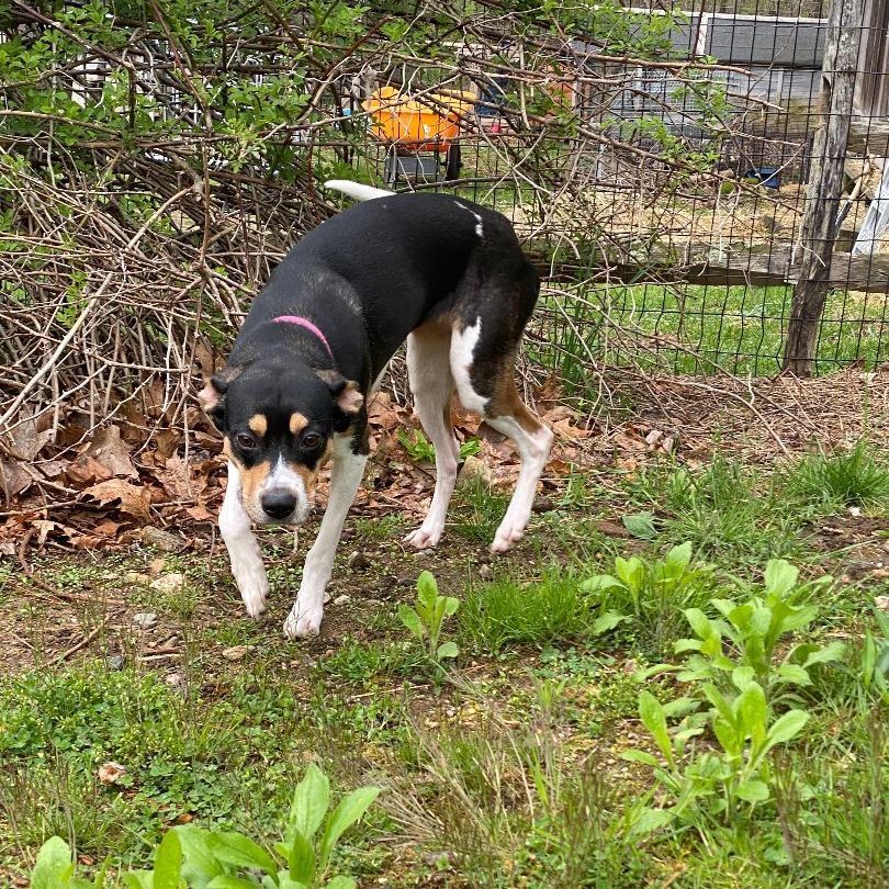 Pluto, a Adopted mixed breed in Willimantic, CT image 2/3