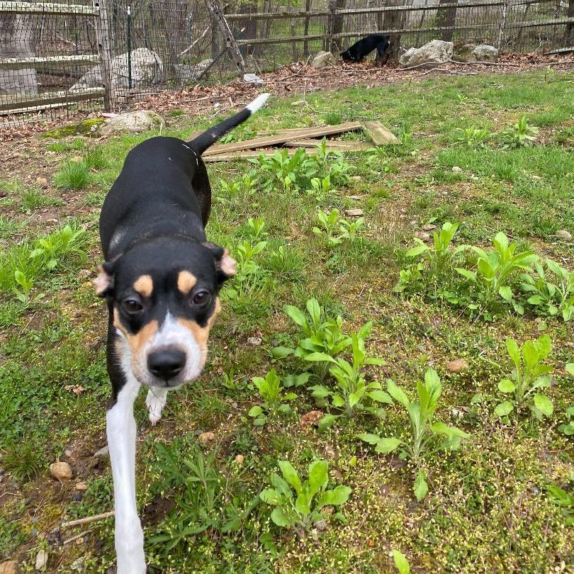 Pluto, a Adopted mixed breed in Willimantic, CT image 3/3