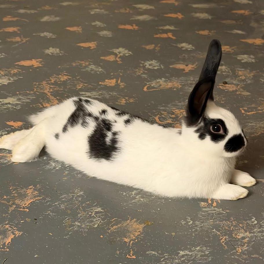 Enlarge Juno, a Adoptable mixed breed in Madison, WI image 1/2