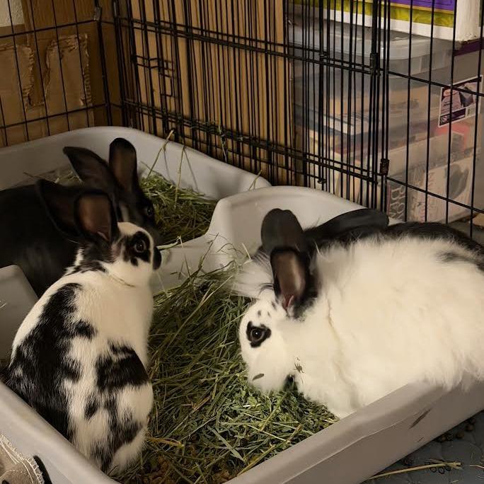 Enlarge Juno, a Adoptable mixed breed in Madison, WI image 2/2