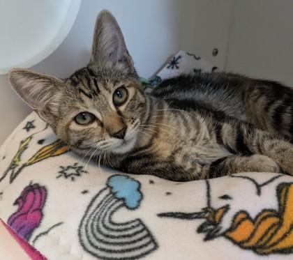 Cassiopeia, Adoptable, Kitten Female Domestic Short Hair & Domestic Short Hair.