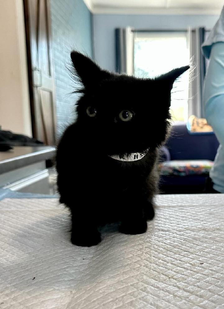 Willow, an adopted Domestic Medium Hair in Waynesboro, VA image 2/2