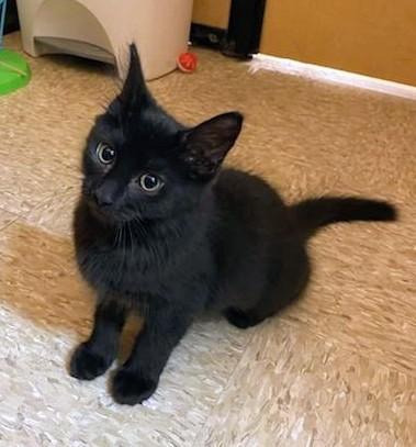 Willow, adopted, Kitten Female Domestic Medium Hair.