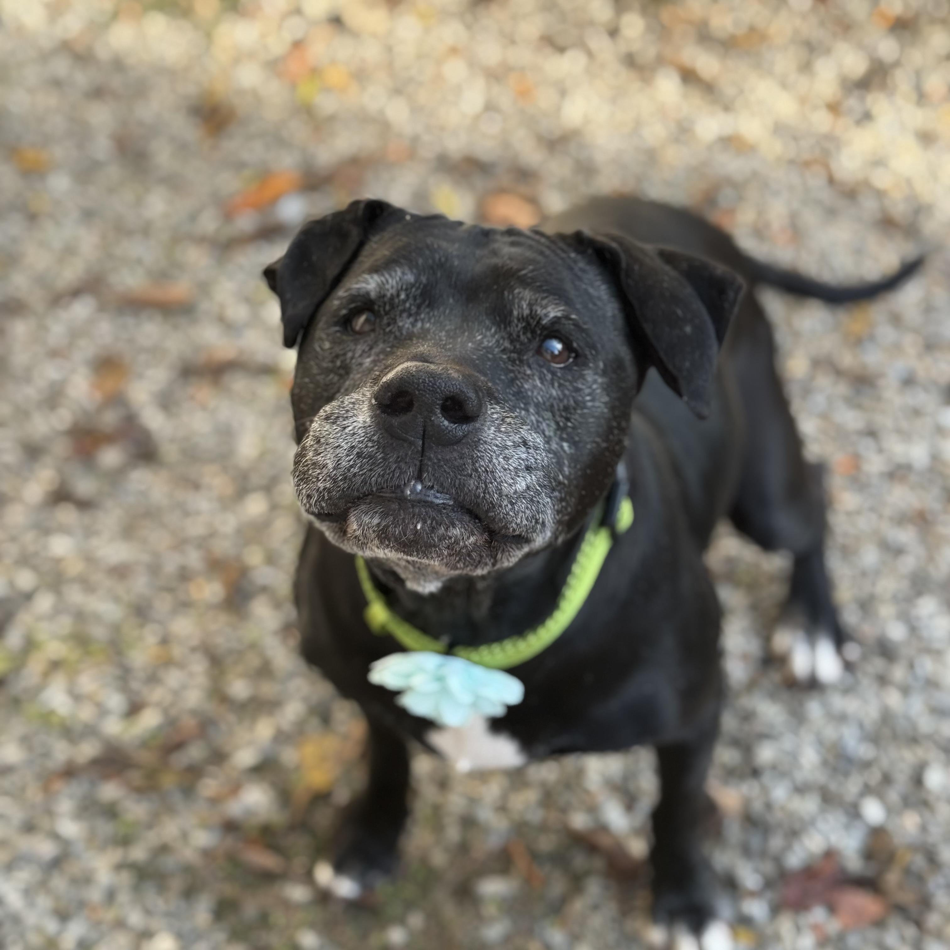 Enlarge Lily, a Adoptable mixed breed in Milford, OH image 1/3