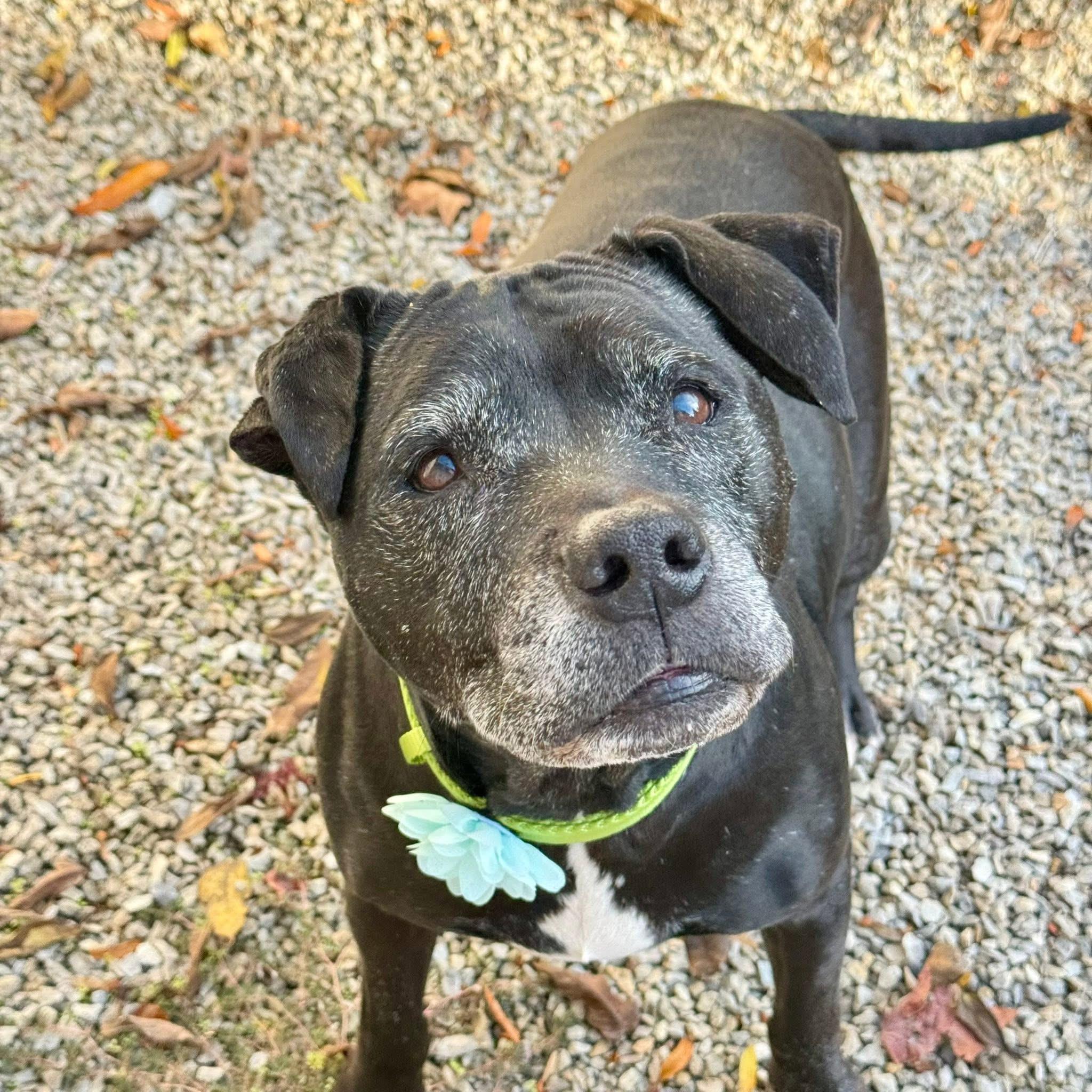 Enlarge Lily, a Adoptable mixed breed in Milford, OH image 2/3