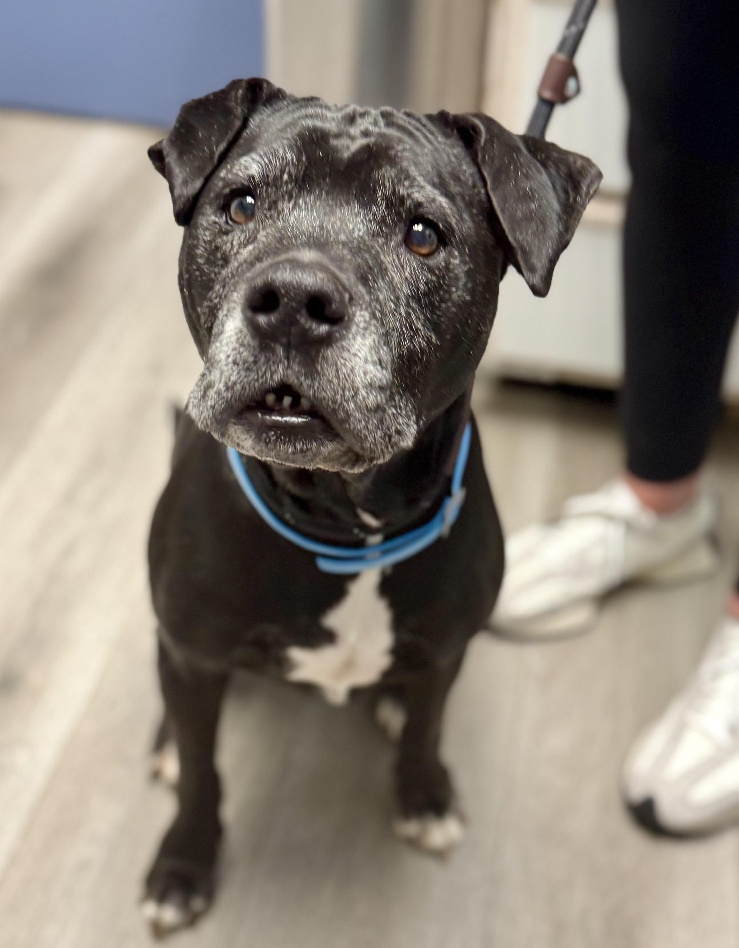 Lily, Adoptable, Senior Female Black Labrador Retriever.