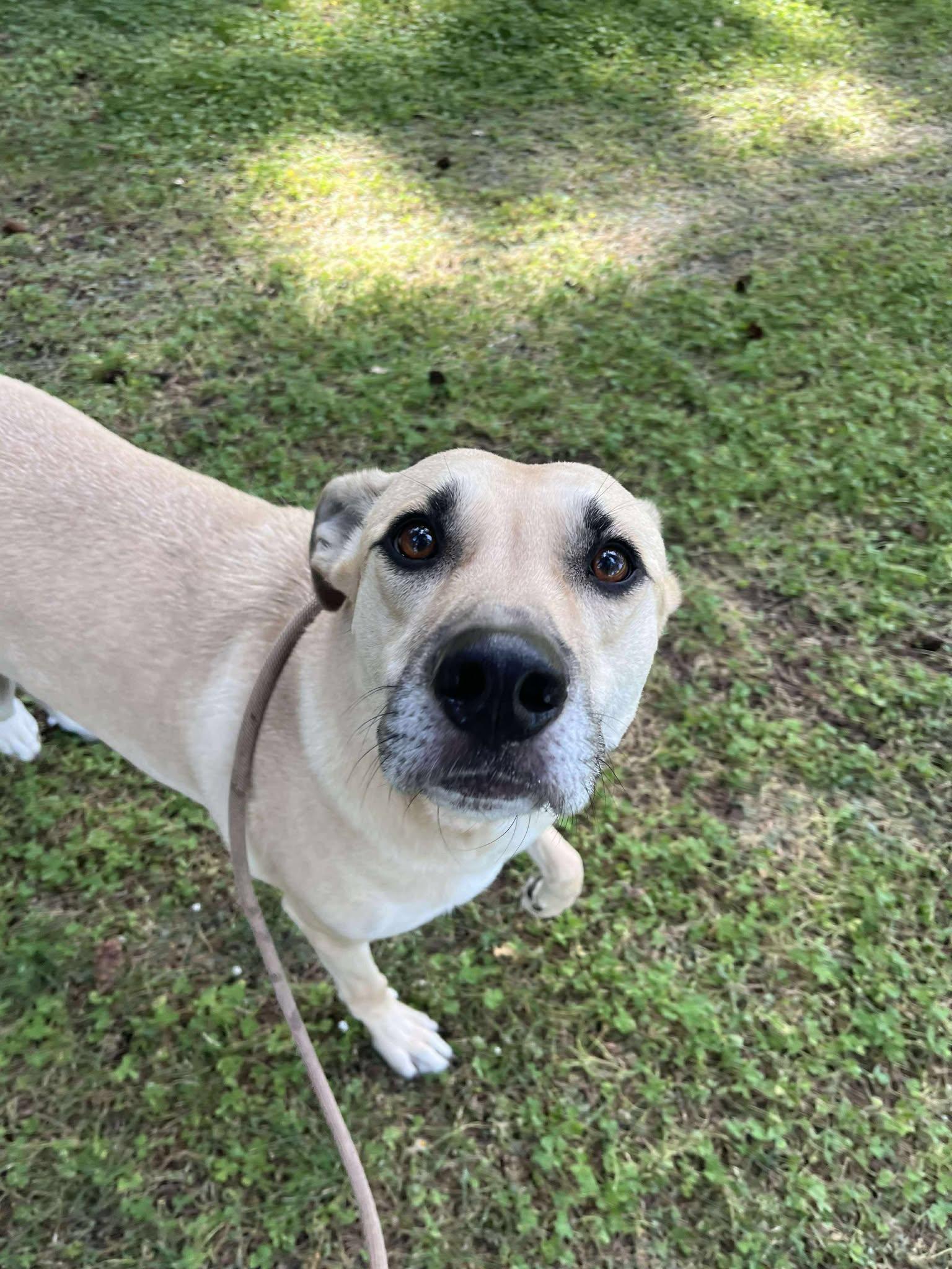 Kellen, Adoptable, Adult Male Black Mouth Cur.