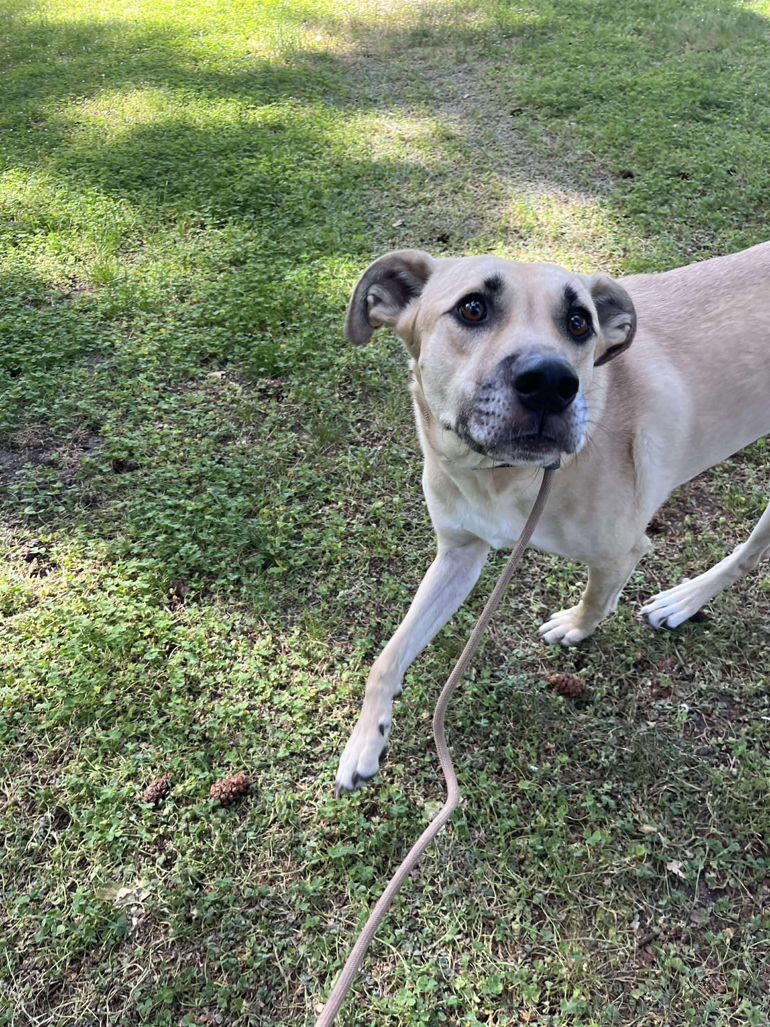 Kellen, a Adoptable mixed breed in Tacoma, WA image 3/4