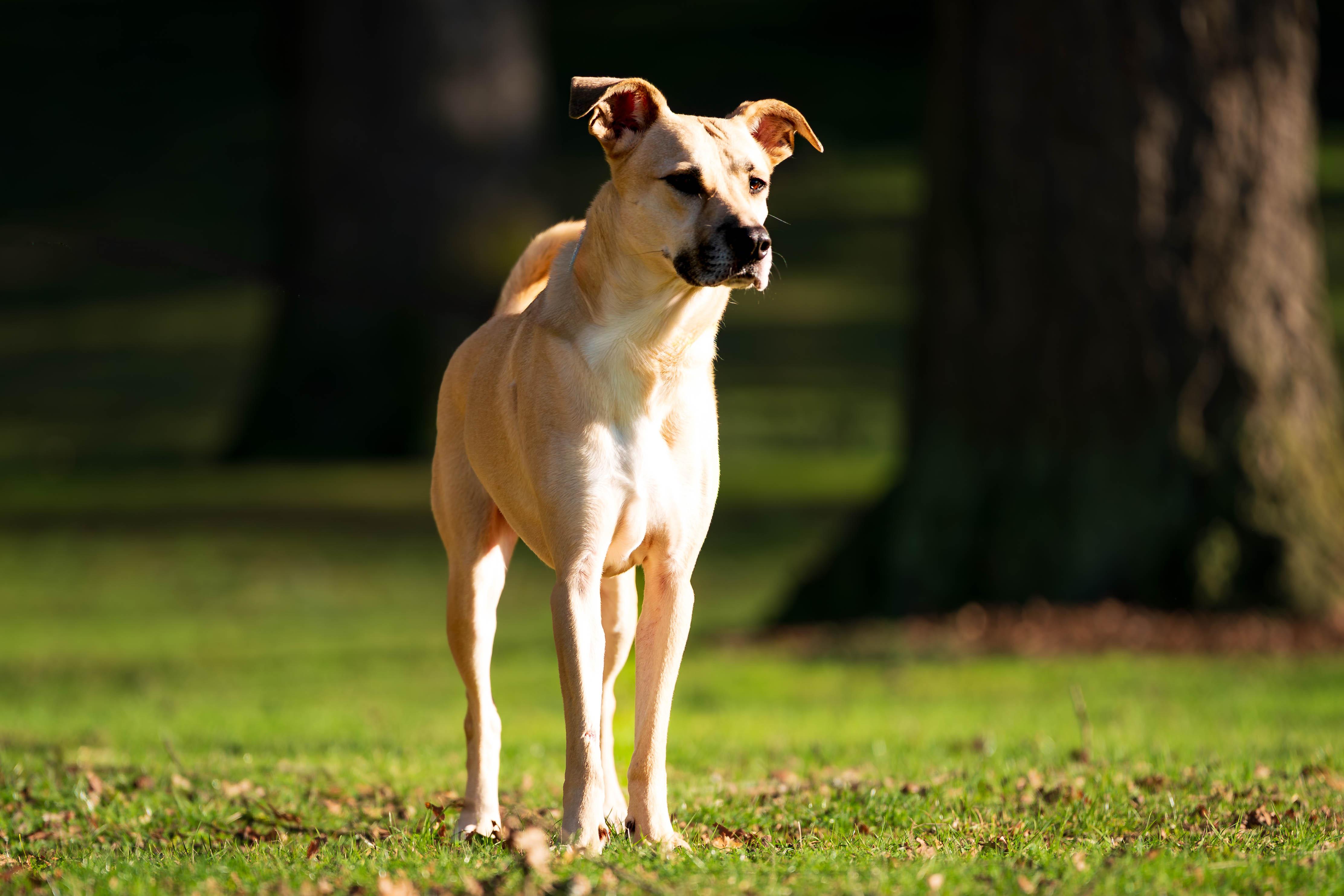 Kellen, Adoptable, Adult Male Black Mouth Cur.
