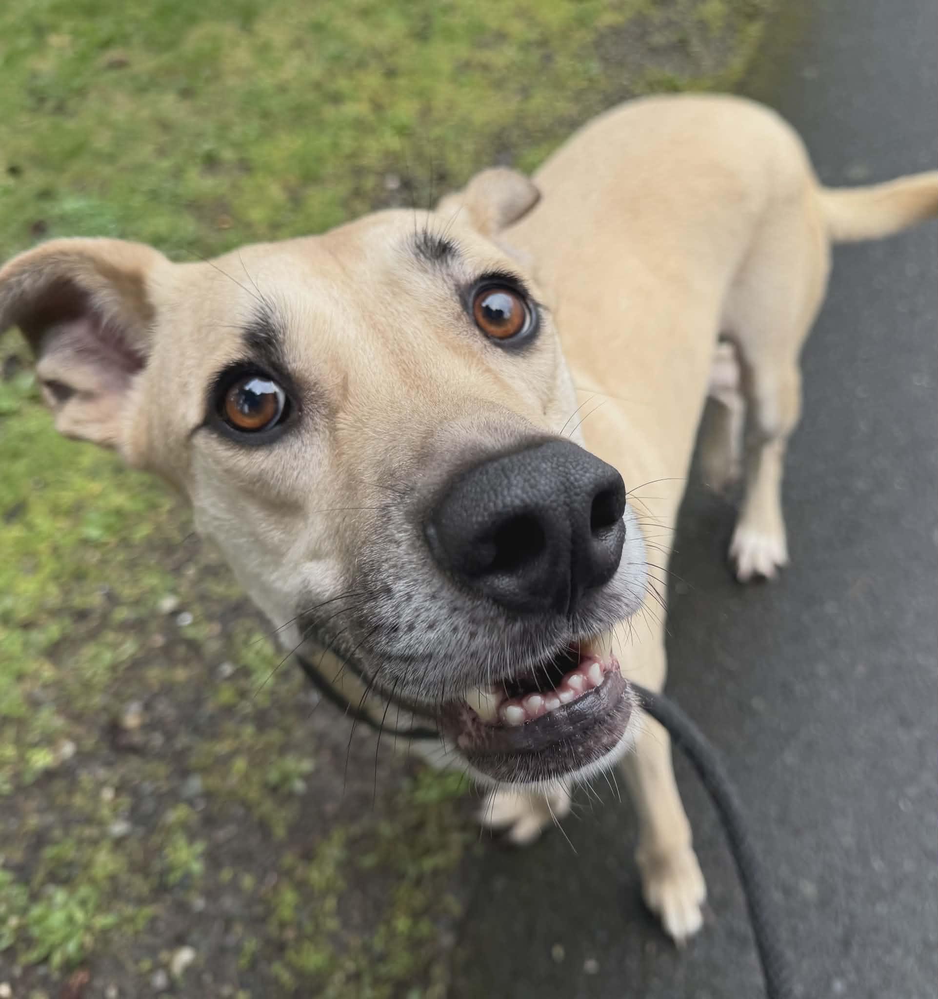 Enlarge Kellen, a Adoptable mixed breed in Tacoma, WA image 5/6