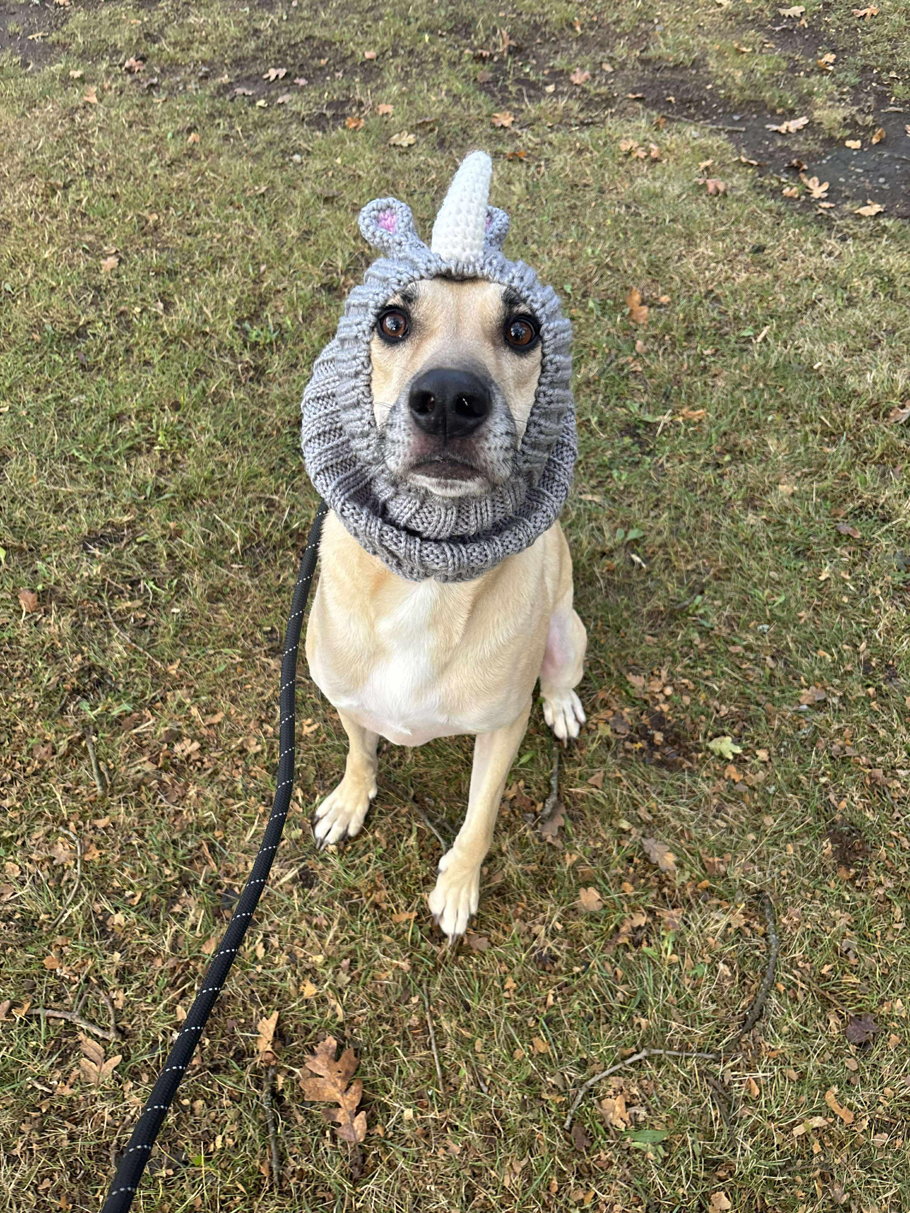 Kellen, a Adoptable mixed breed in Tacoma, WA image 1/4