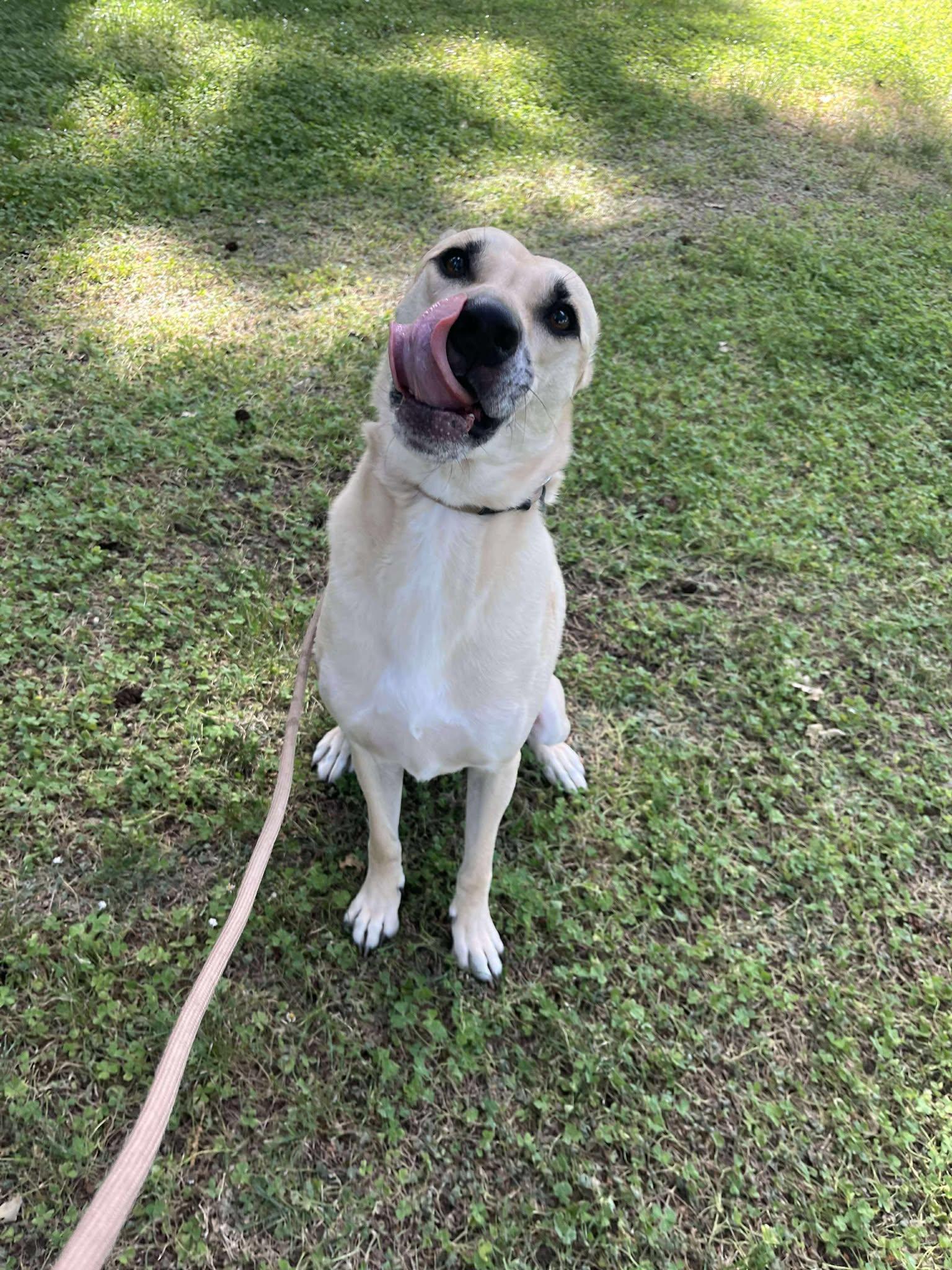 Kellen, a Adoptable mixed breed in Tacoma, WA image 4/4
