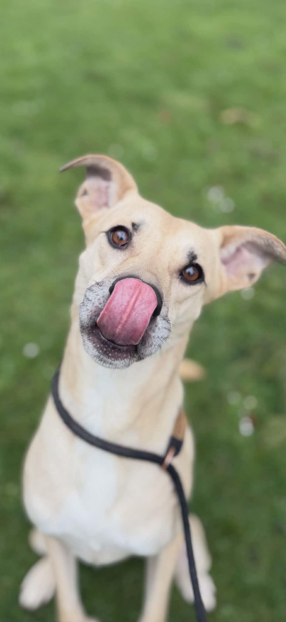 Enlarge Kellen, a Adoptable mixed breed in Tacoma, WA image 4/6