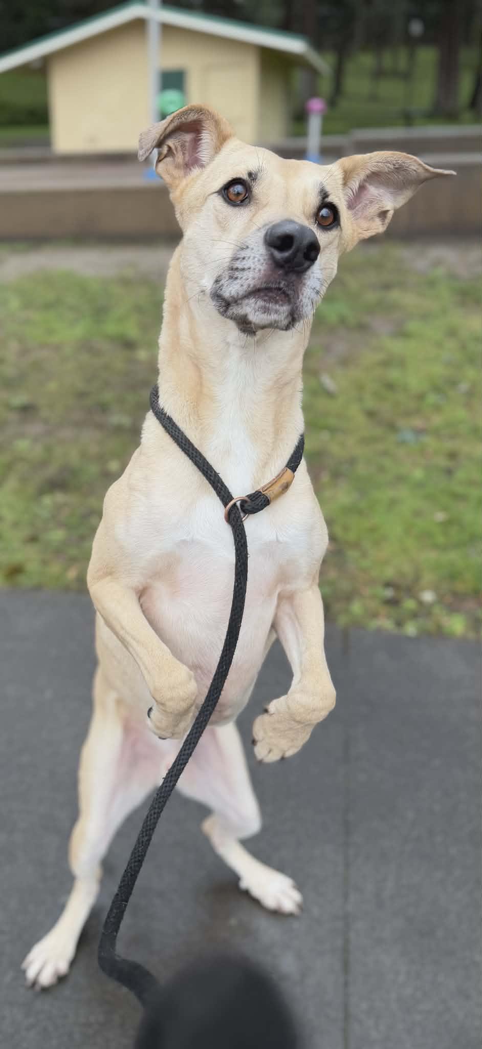 Enlarge Kellen, a Adoptable mixed breed in Tacoma, WA image 6/6